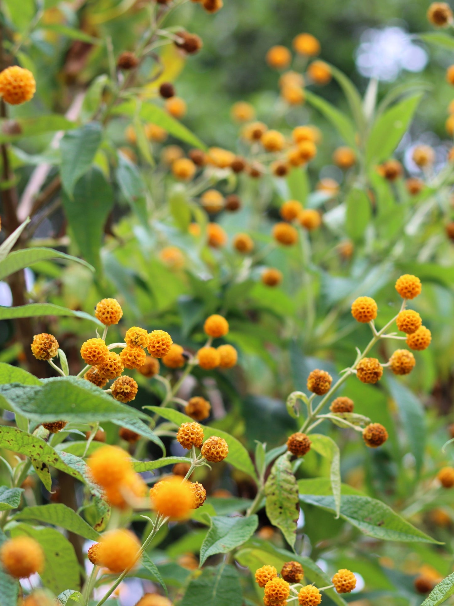 10 ORANGE BALL TREE / Golden Butterfly Bush Buddleja Globosa Shrub Flower Seeds