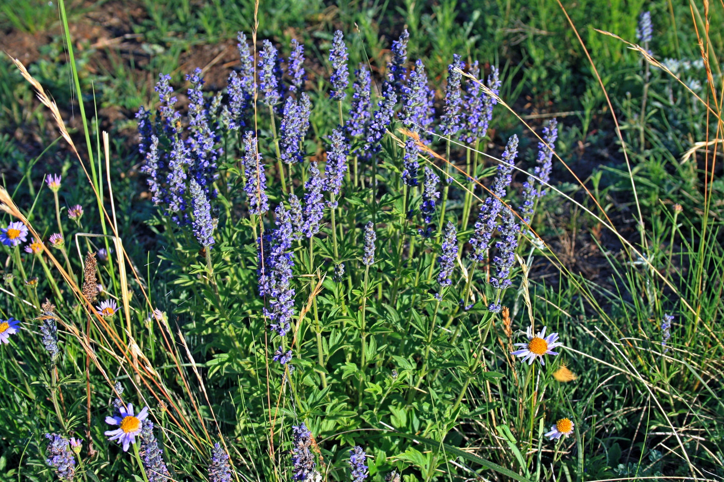 250 JAPANESE CATNIP Herb Purple Flower Jing Jie Schizonepeta Tenuifolia Seeds