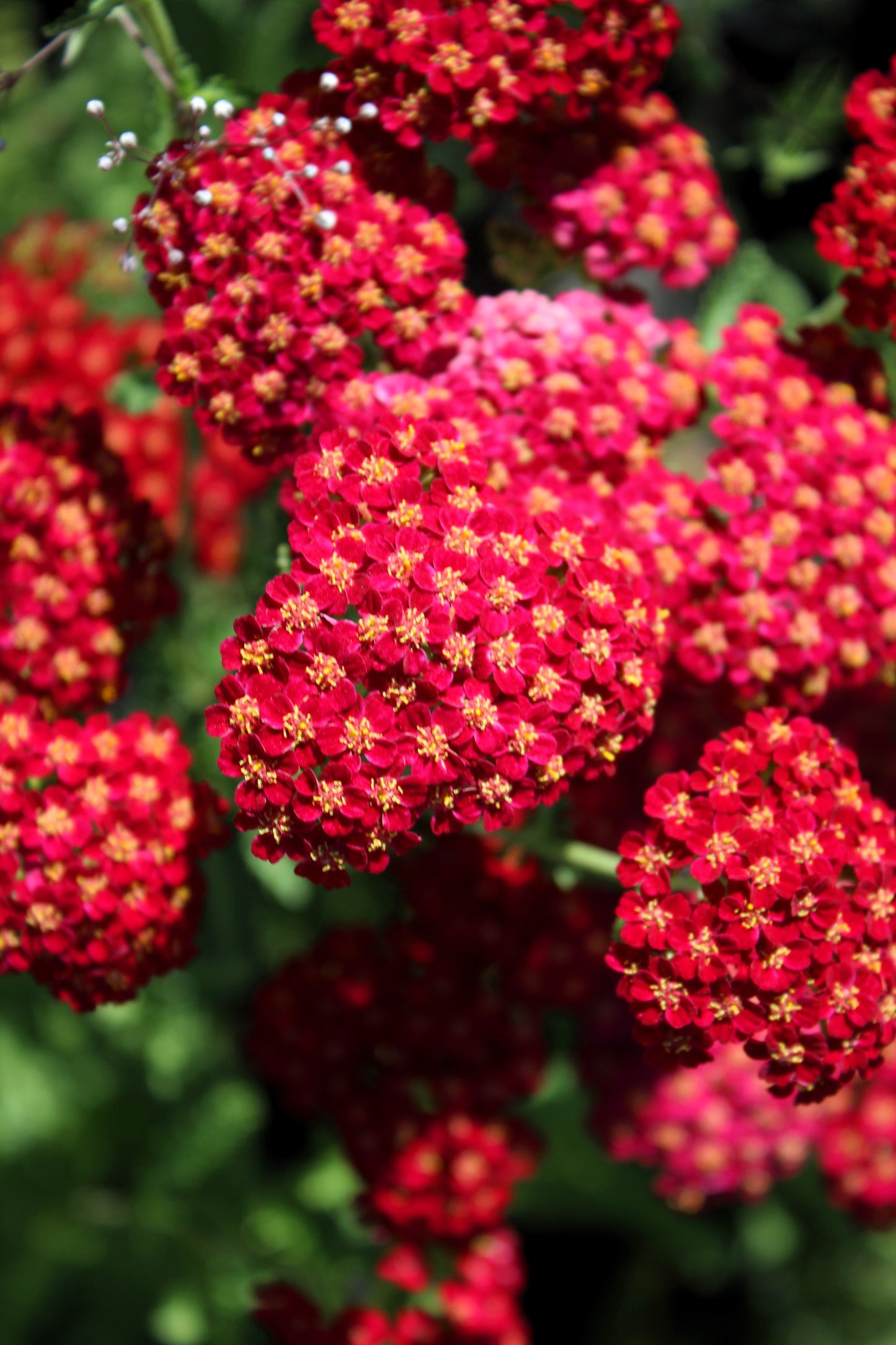 600 RED YARROW Achillea Millefolium Rubra Flower Seeds