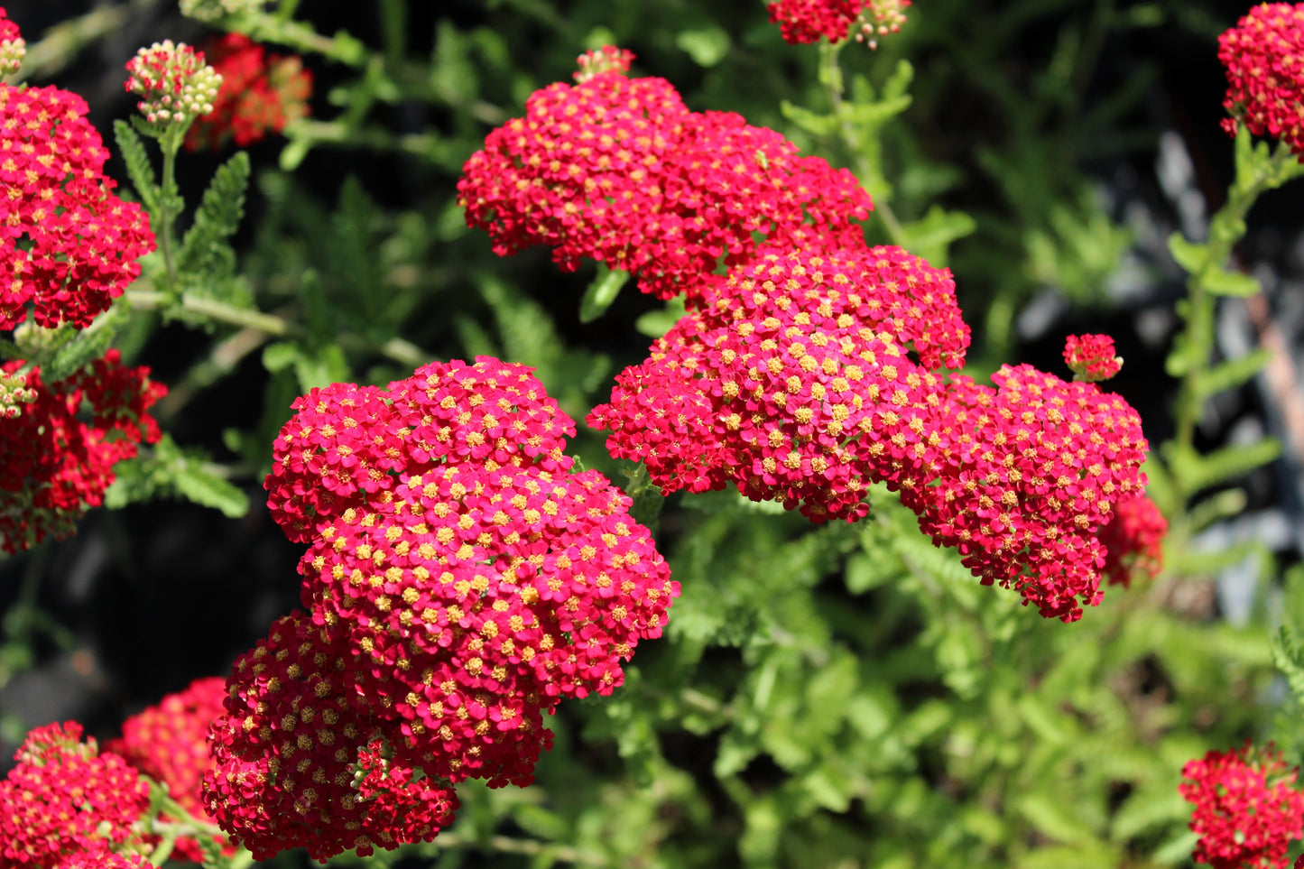 600 RED YARROW Achillea Millefolium Rubra Flower Seeds