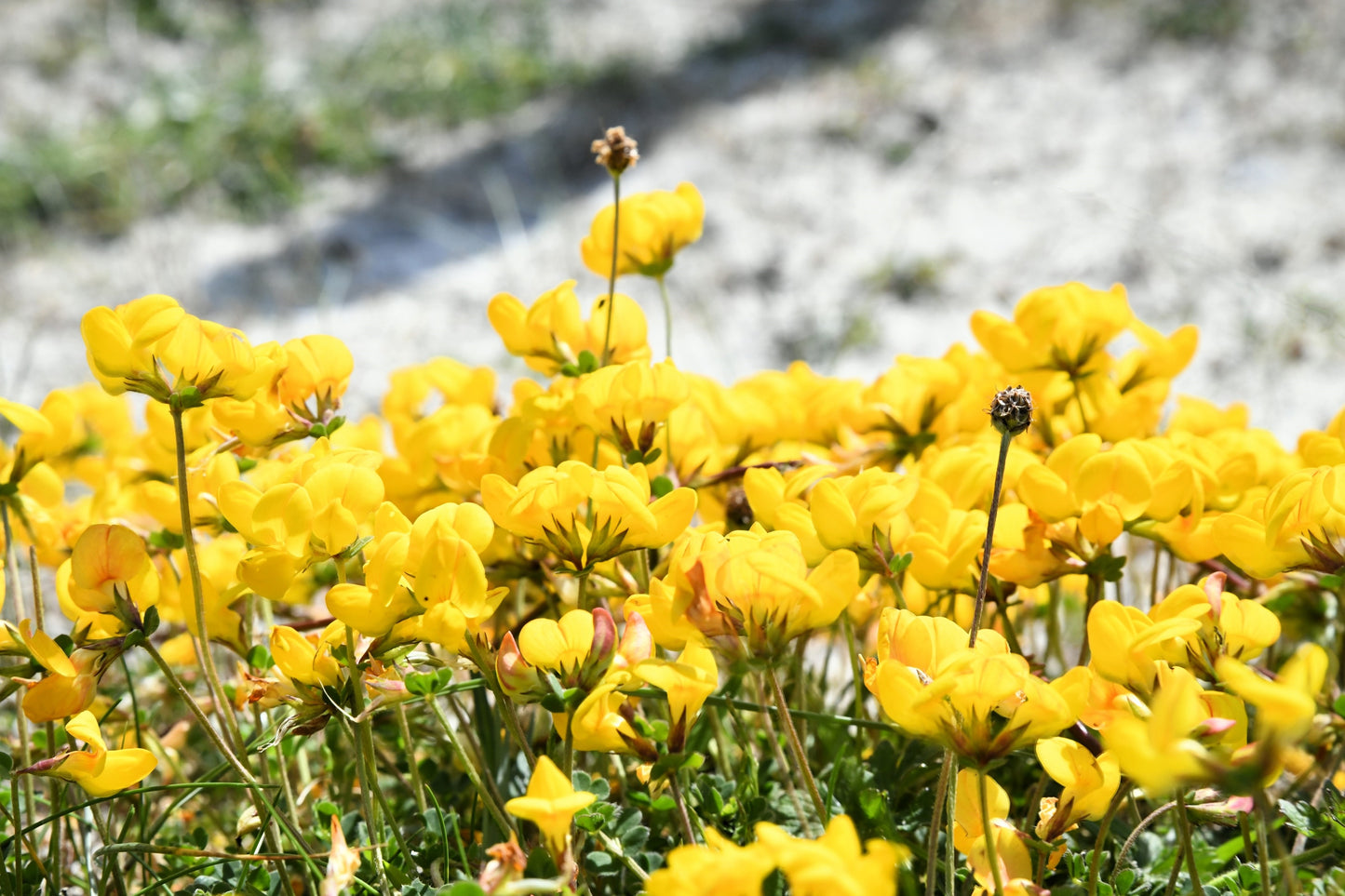 200 BIRDS FOOT TREFOIL (Birdfoot Deervetch / Cats Clover / Ground Honeysuckle) Lotus Corniculatus Fabaceae Flower Seeds