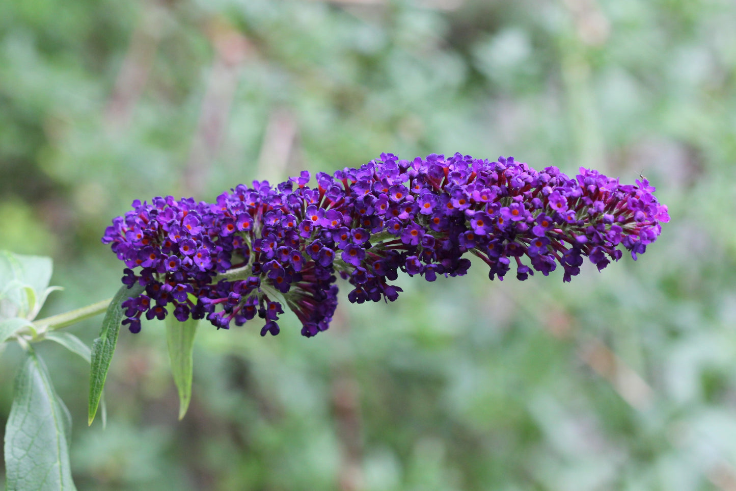 50 Dark PURPLE BUTTERFLY BUSH Buddleia Davidii Hummingbird Shrub Fragrant Flower Seeds