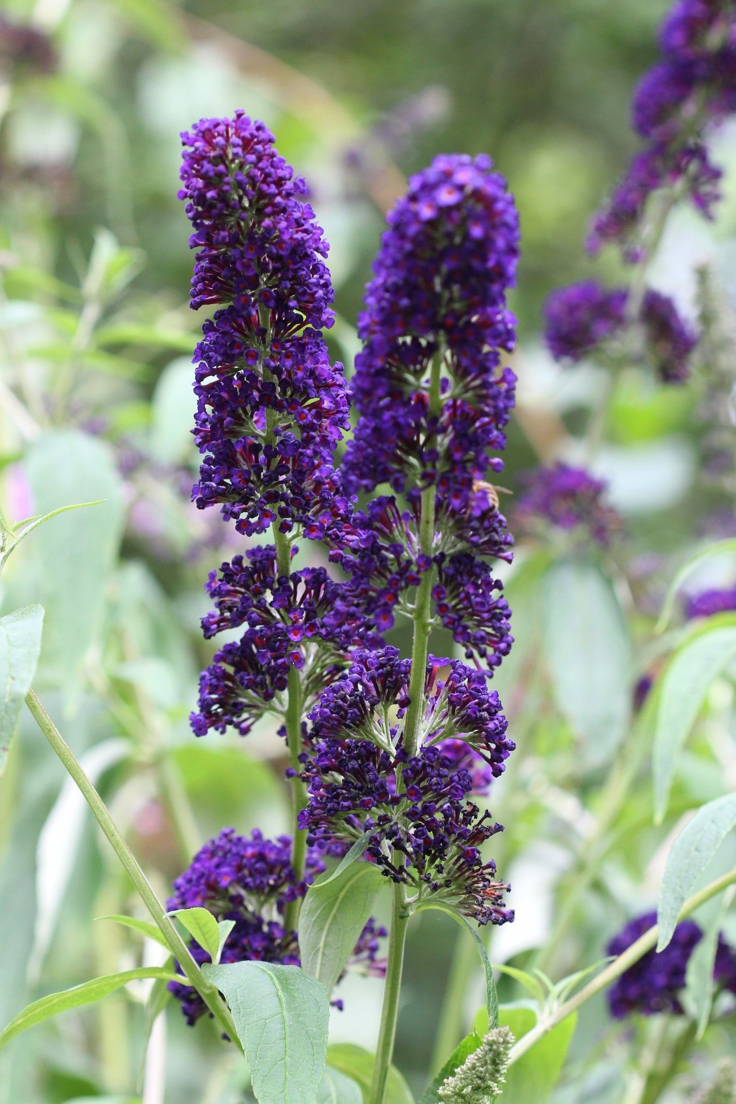 50 Dark PURPLE BUTTERFLY BUSH Buddleia Davidii Hummingbird Shrub Fragrant Flower Seeds