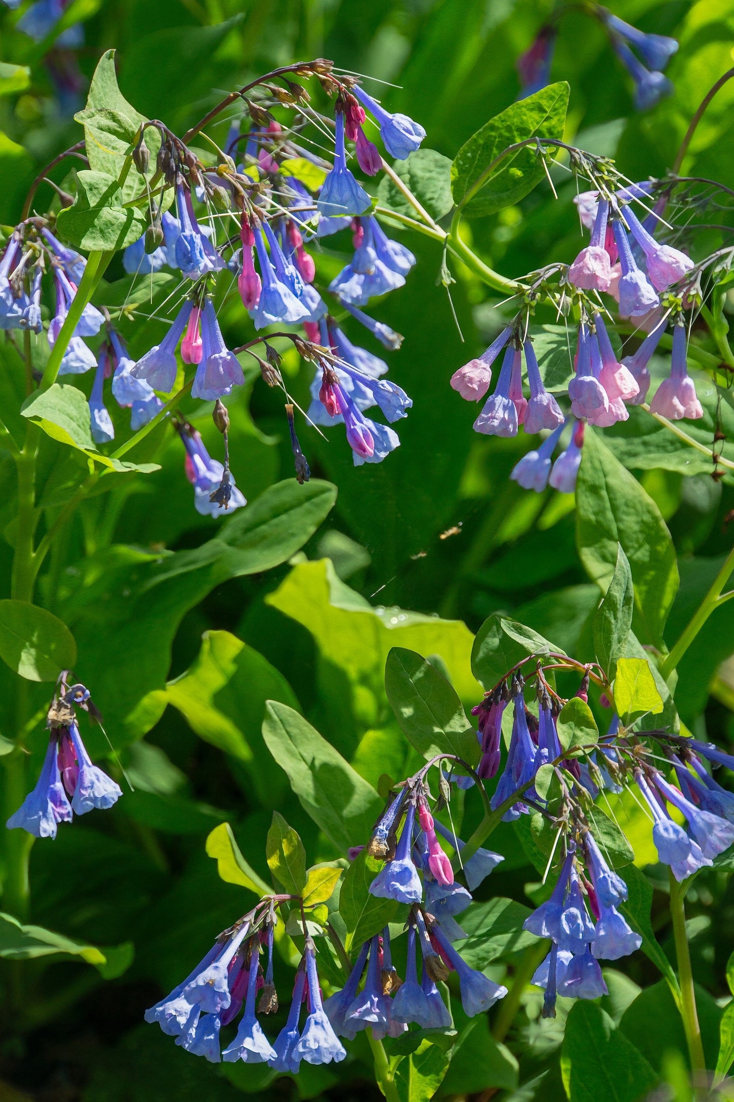 25 VIRGINIA BLUEBELLS True Blue & Pink Mertensia Virginica Flower Seeds