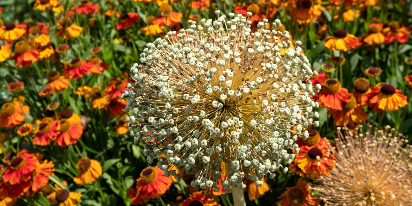 25 GIANT ALLIUM Allium Giganteum Purple Globe Flower Seeds