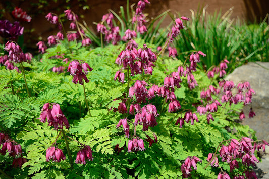 10 Pink FRINGED Fern Leaf BLEEDING HEART Dicentra Eximia Fernleaf Sun or Shade Flower Seeds