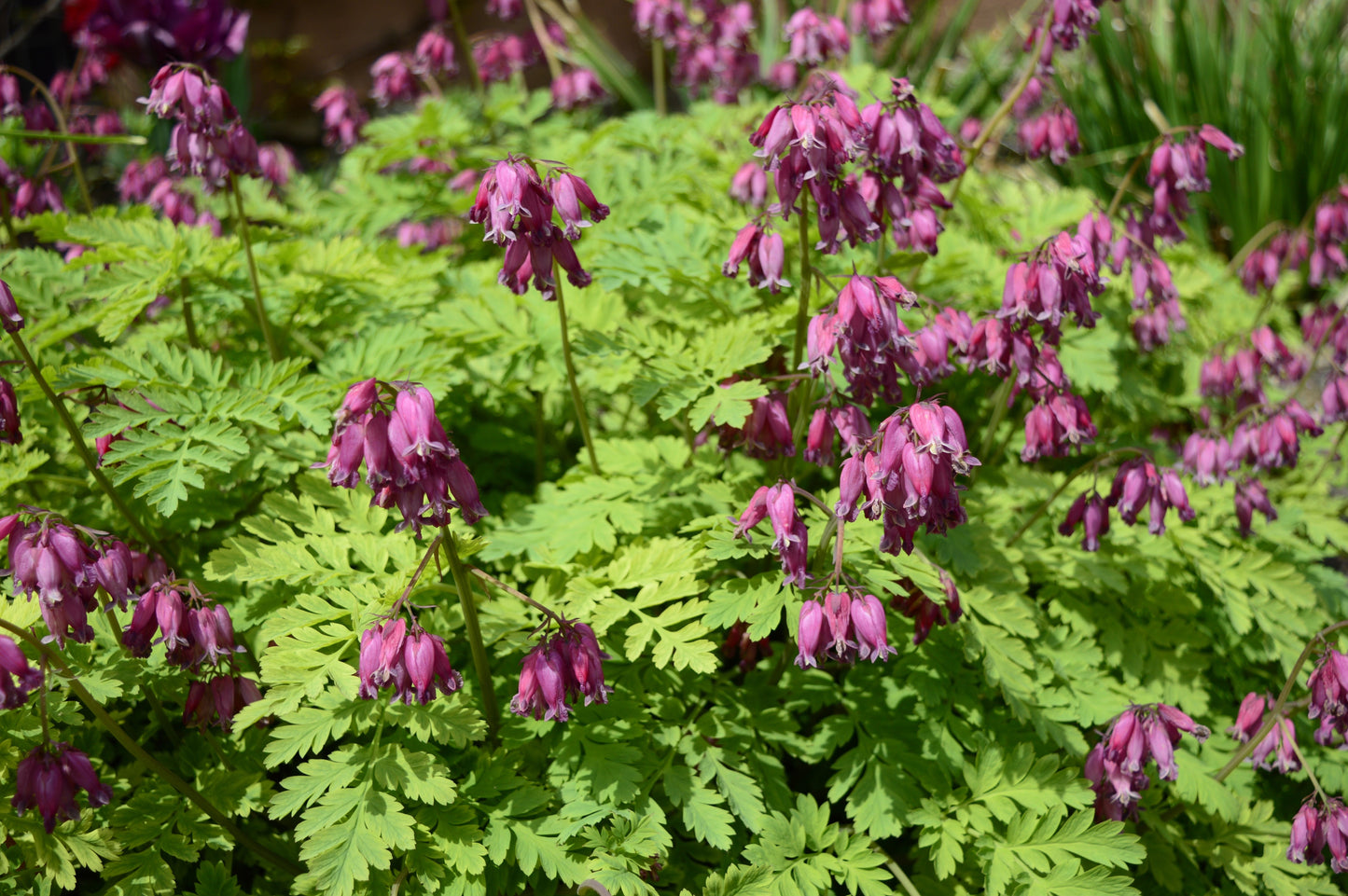 10 BLEEDING HEART - PINK Old Fashioned Dicentra Formosa Shade Flower Seeds