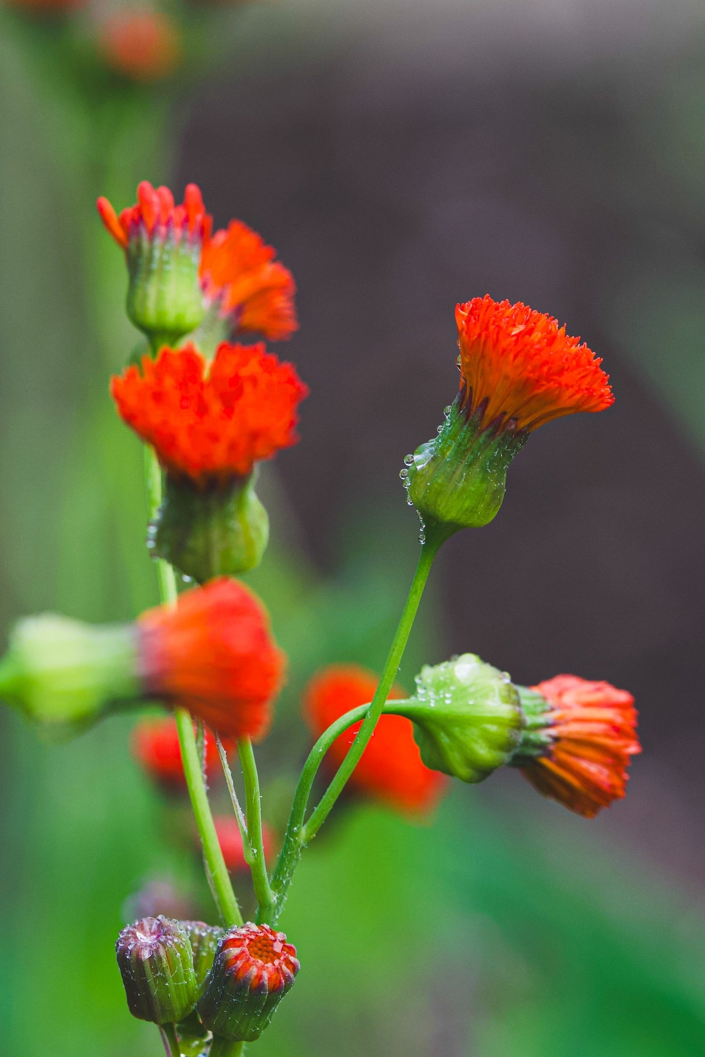 50 Red LADY'S PAINTBRUSH Tassel Flower Emilia Javanica Coccinea 'Scarlet Magic' Seeds