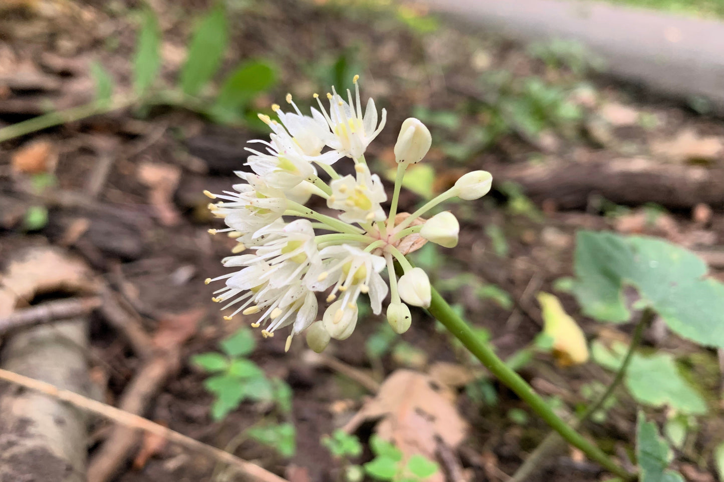 ramp plant seeds 20 RAMP / WILD LEEK Allium Tricoccum Ramps Vegetable Herb White Shade Flower Seeds
