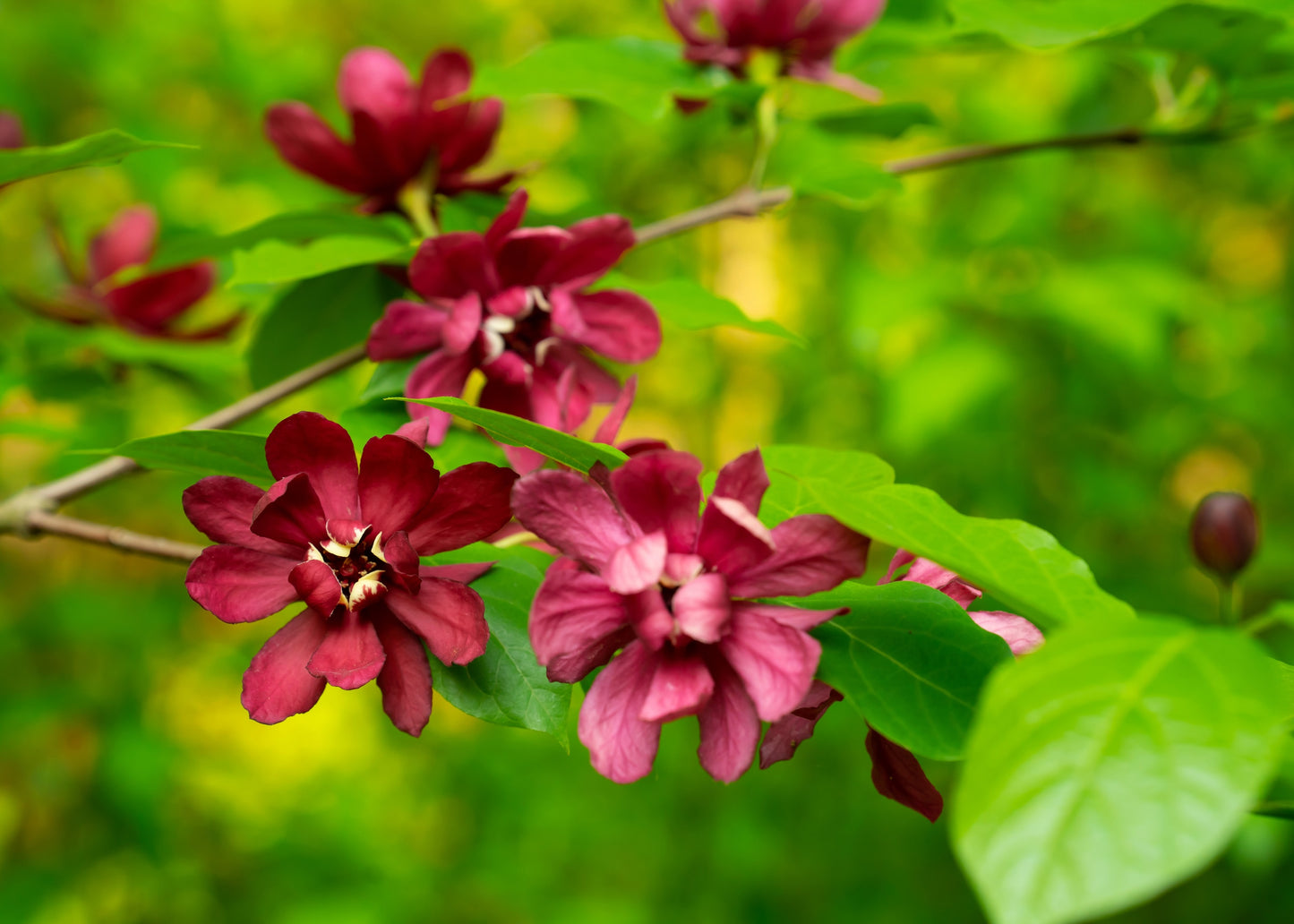 10 SWEETSHRUB Carolina Allspice Fragrant Calycanthus Floridus Shrub Flower Seeds