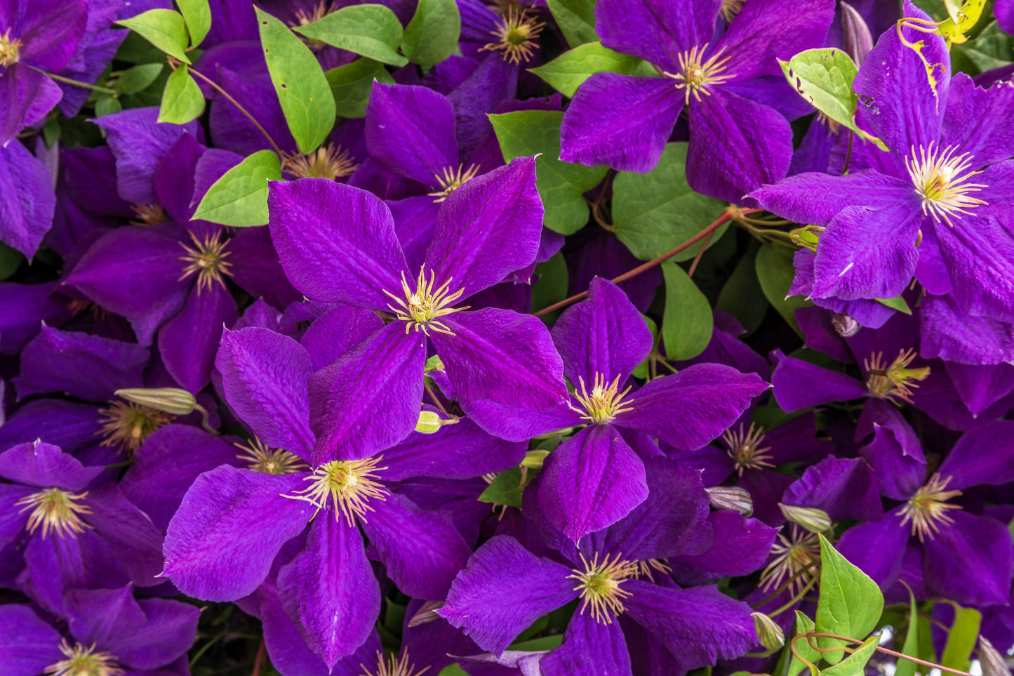 10 MIXED HYBRID CLEMATIS Hybrida Red Purple Pink Blue Bicolor Flower Vine Seeds