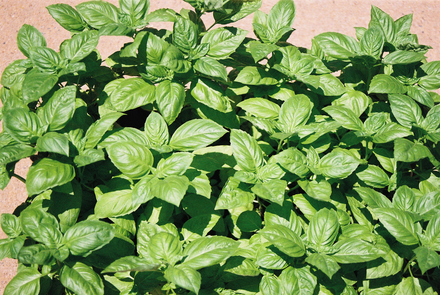 1000 Italian LARGE LEAF BASIL Ocimum Basilicum Herb Flower Seeds