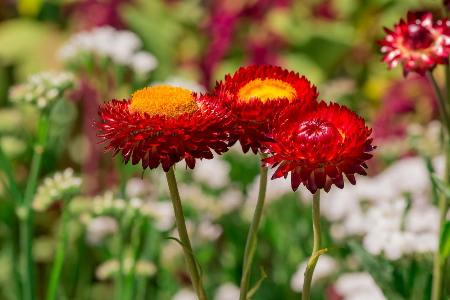 100 Red FIRE BALL STRAWFLOWER Helichrysum Monstrosum Flower Seeds