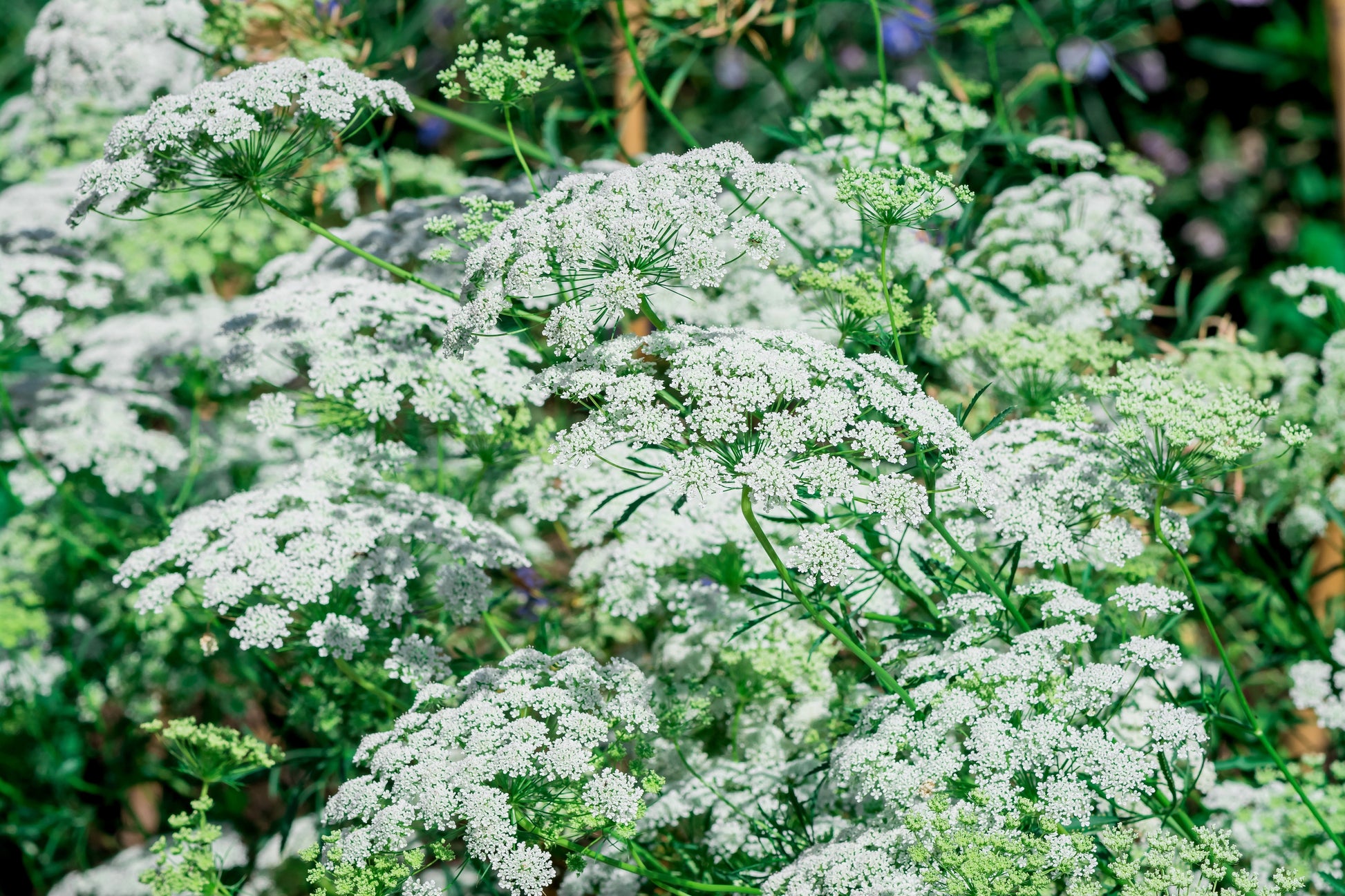 bishop's flower seeds 200 BISHOPS FLOWER Ammi Majus False Queen Annes Lace Seeds