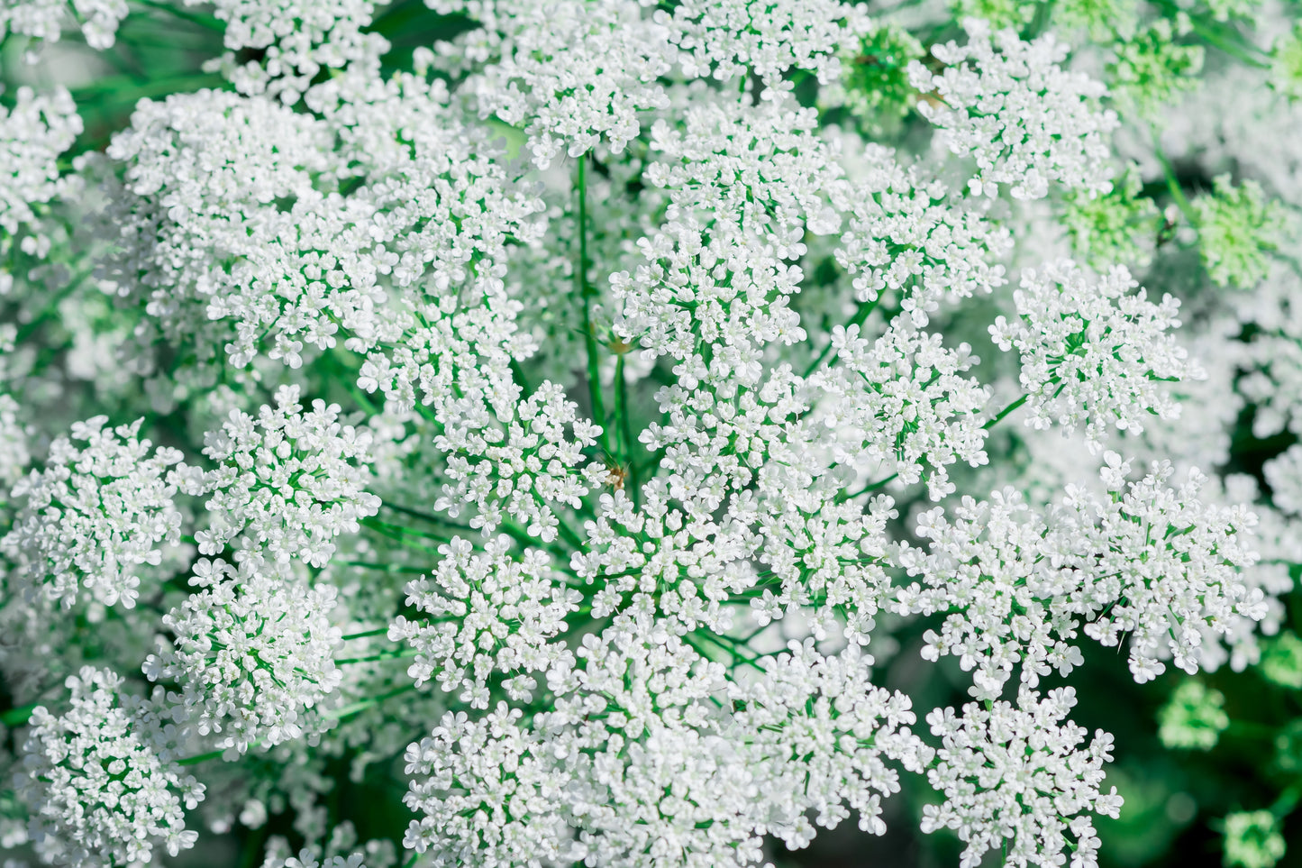 200 BISHOPS FLOWER Ammi Majus False Queen Annes Lace Seeds