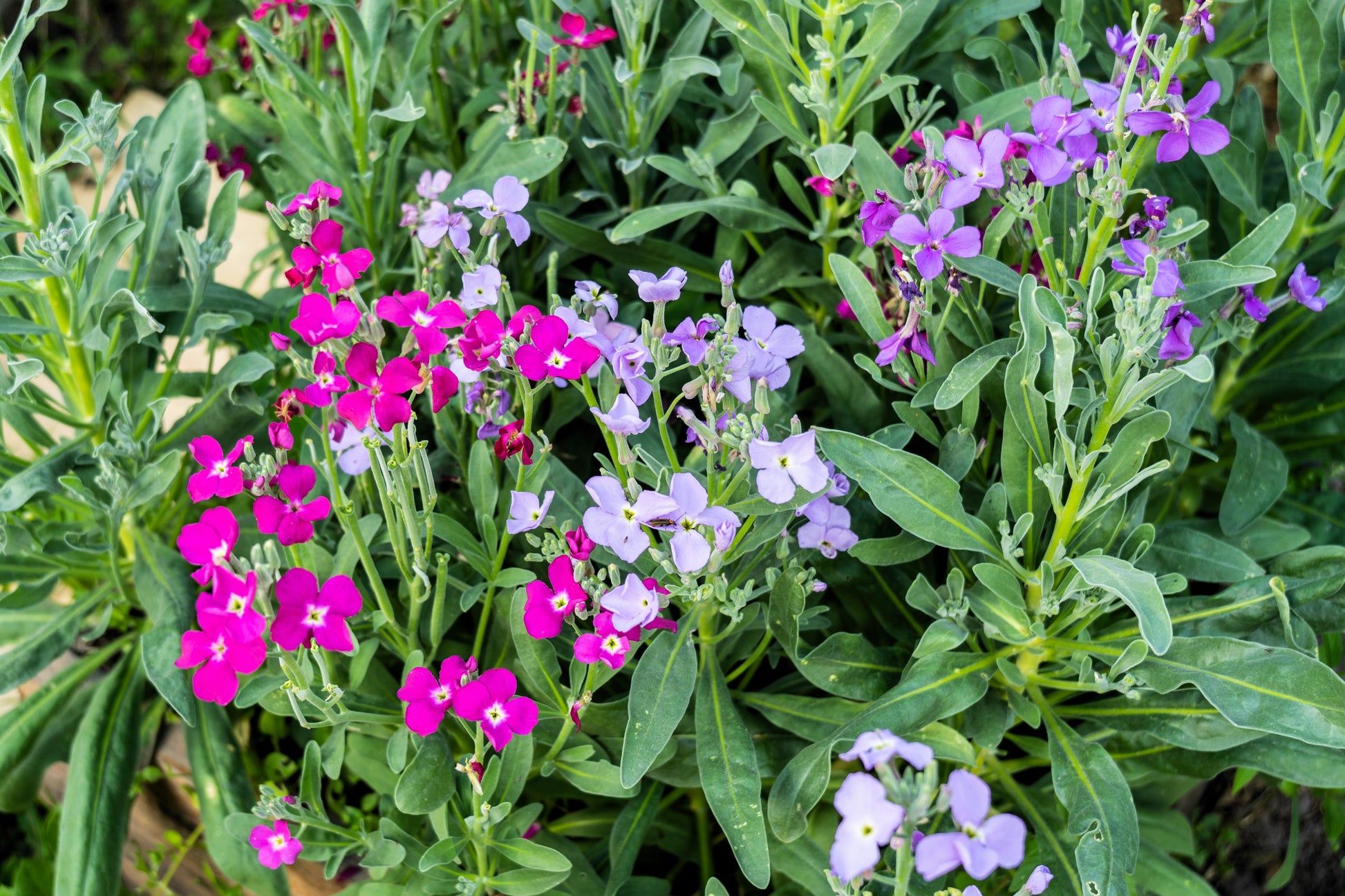 1000 EVENING (night) SCENTED STOCK Matthiola Longipetala Bicornis Flow –  Seedville USA
