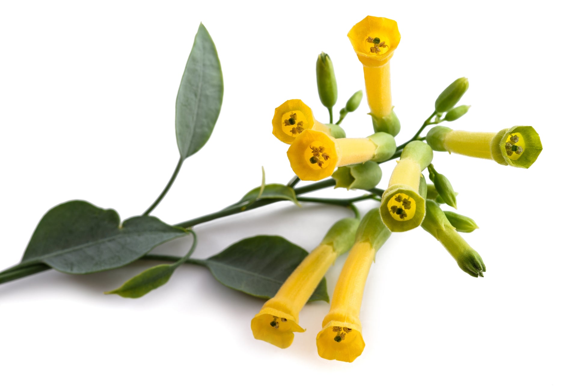can tobacco increase blood pressure Nicotine gum and high blood pressure: The link and risk factors can tobacco increase blood pressure Nicotine gum and high blood pressure: The link and risk factors
