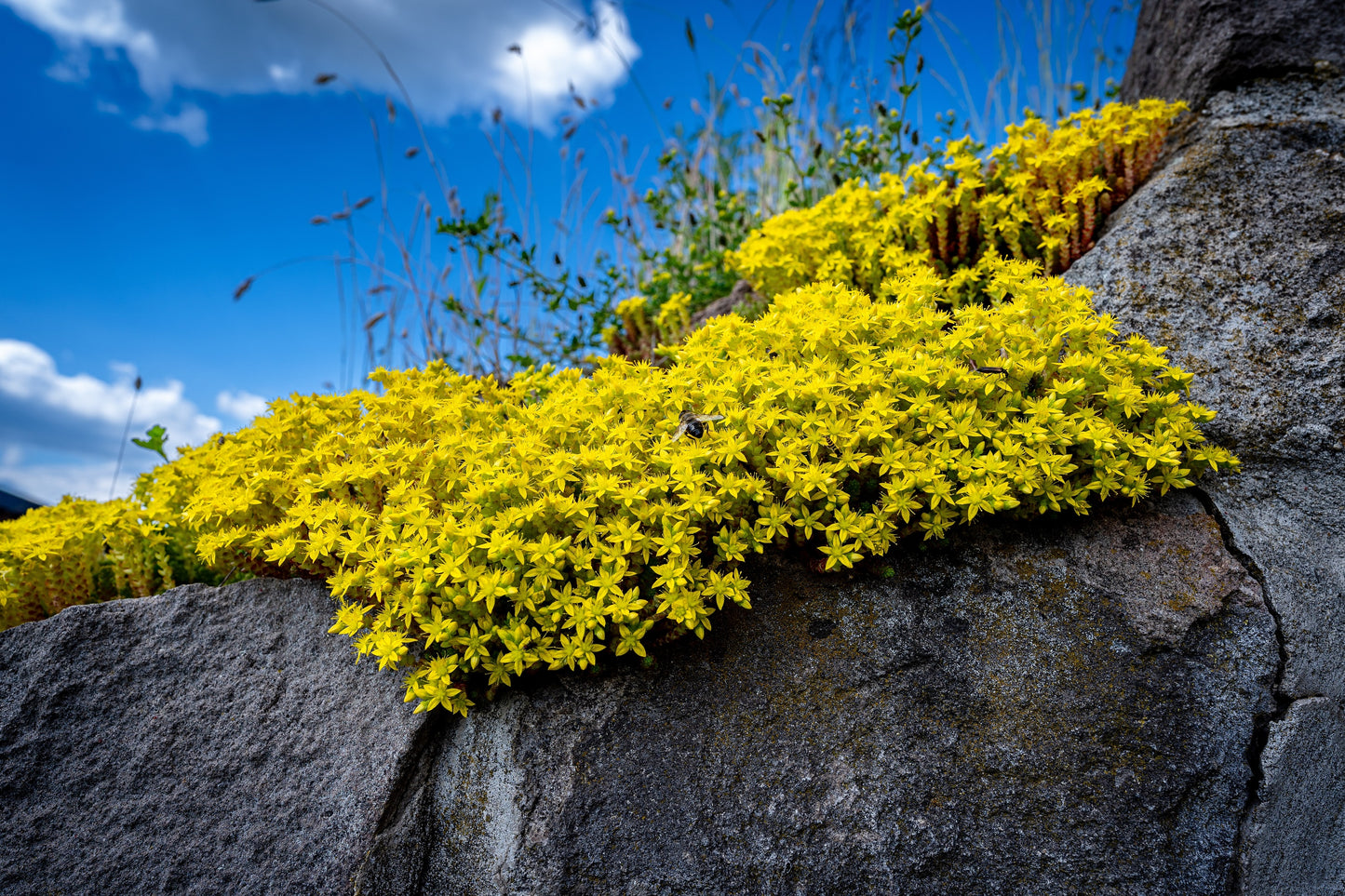 flower seed carpets 200 GOLDEN CARPET SEDUM Acre Gold Moss Stonecrop Flower Seeds – Seedville USA