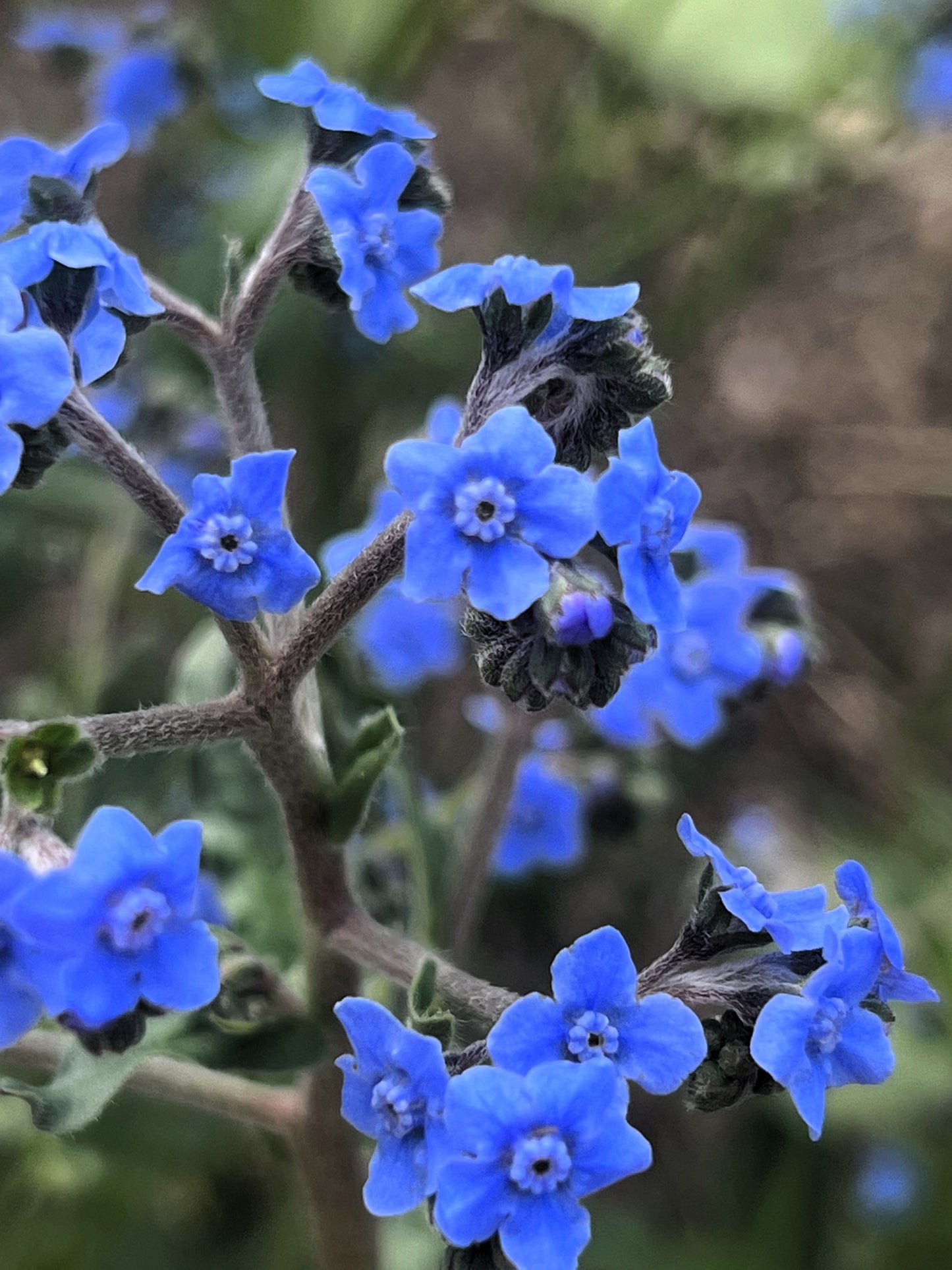 500 Blue Chinese FORGET ME NOT (Hounds Tongue) Cynoglossum Amabile Flower Seeds