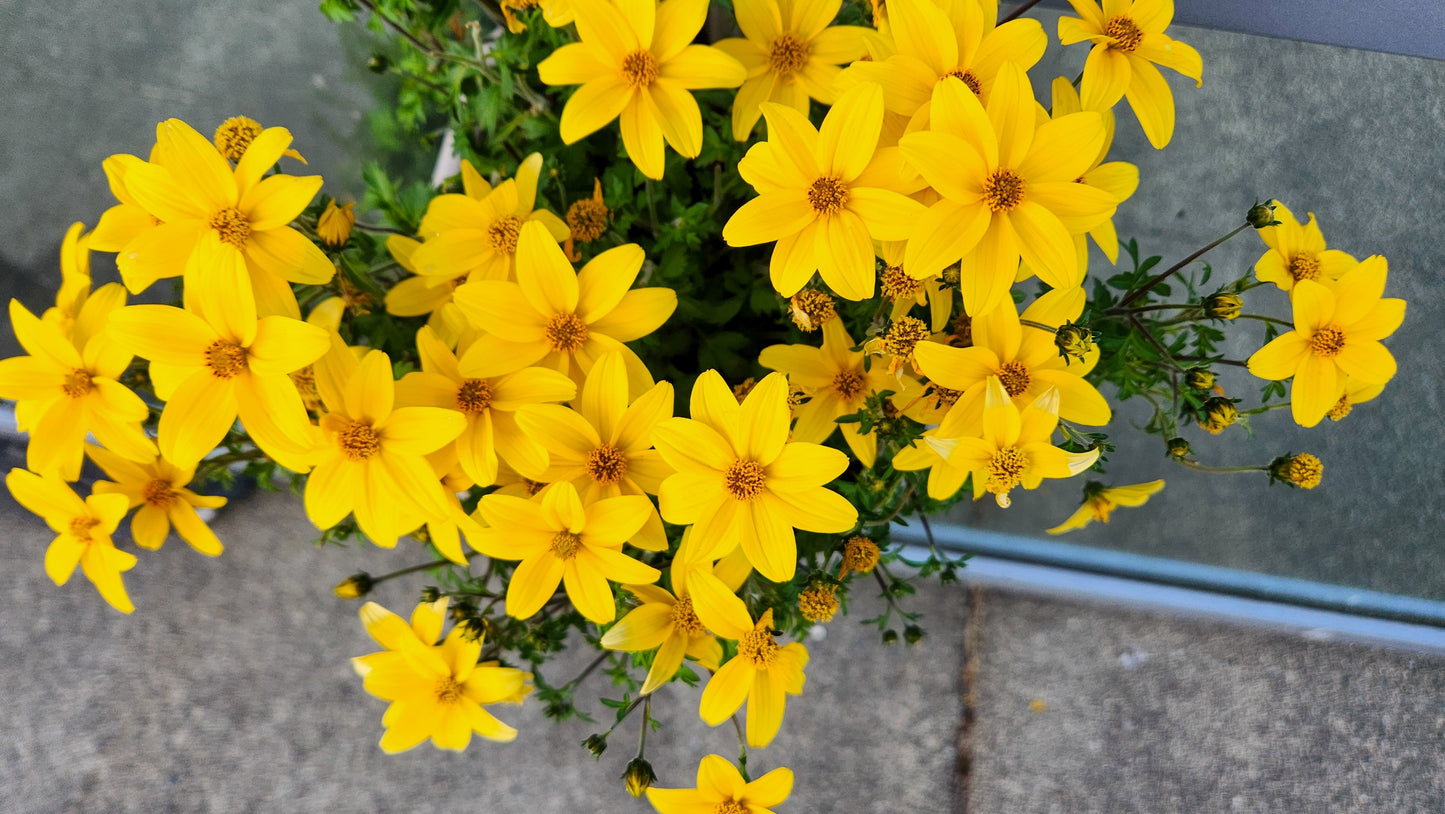 250 MAXIMILIAN (Prairie) SUNFLOWER Helianthus Maximiliani Flower Seeds