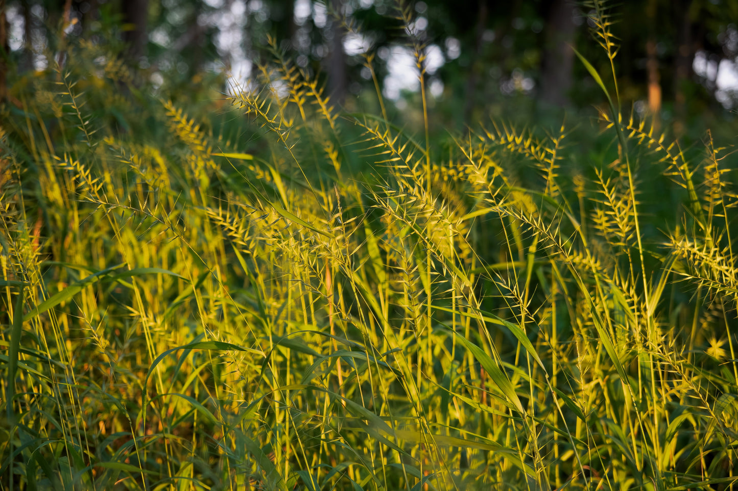 25 BOTTLEBRUSH GRASS Ornamental Shade Elymus Hystrix Patula Seeds