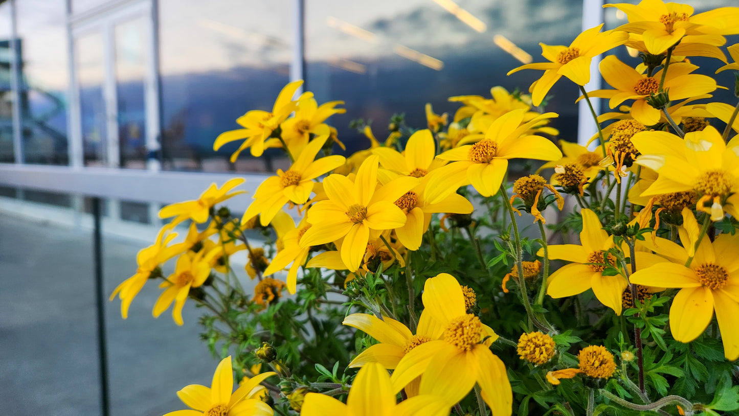 250 MAXIMILIAN (Prairie) SUNFLOWER Helianthus Maximiliani Flower Seeds