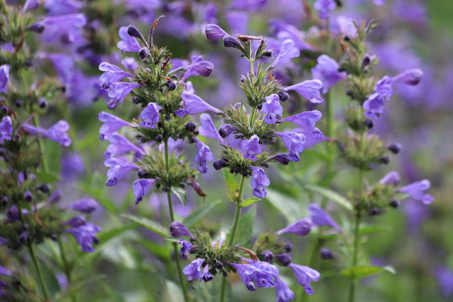 50 Purple False Dragon DRAGONS HEAD Obedient Plant Dracocephalum Flower Seeds