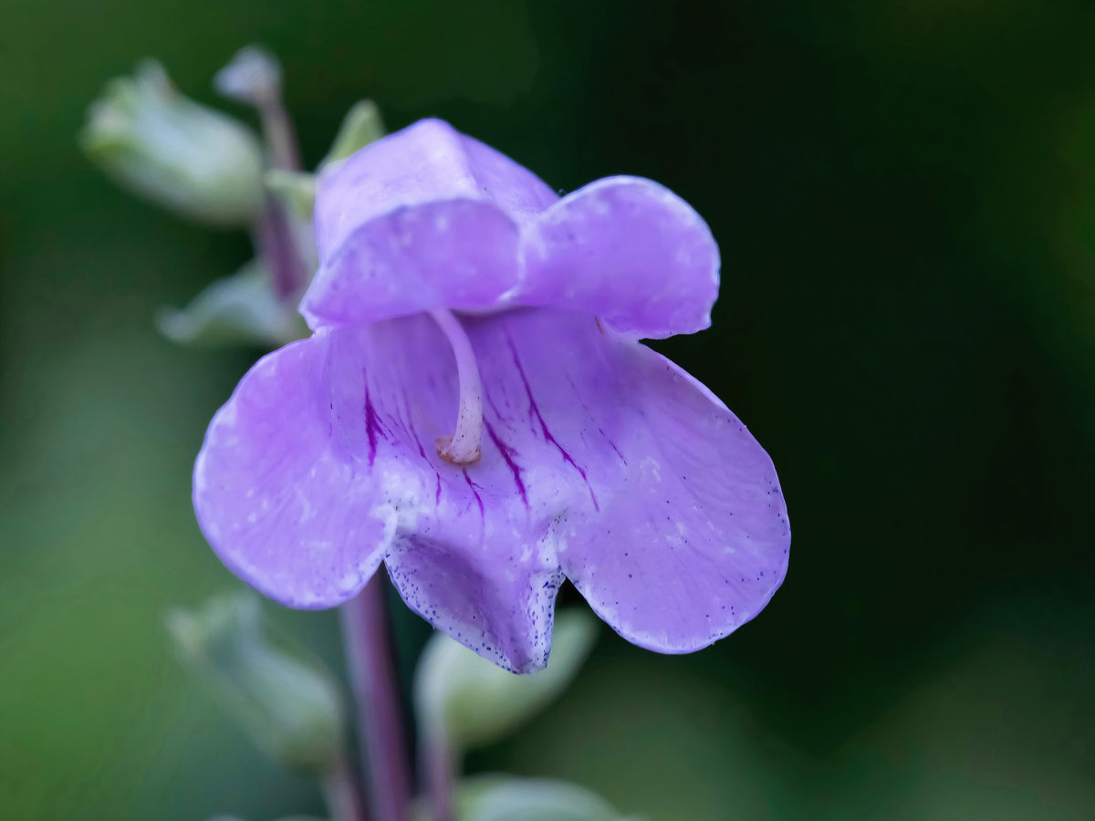 Native Penstemon 250 LARGE FLOWERED BEARDTONGUE Penstemon Grandiflorus Native Pink Purp ...