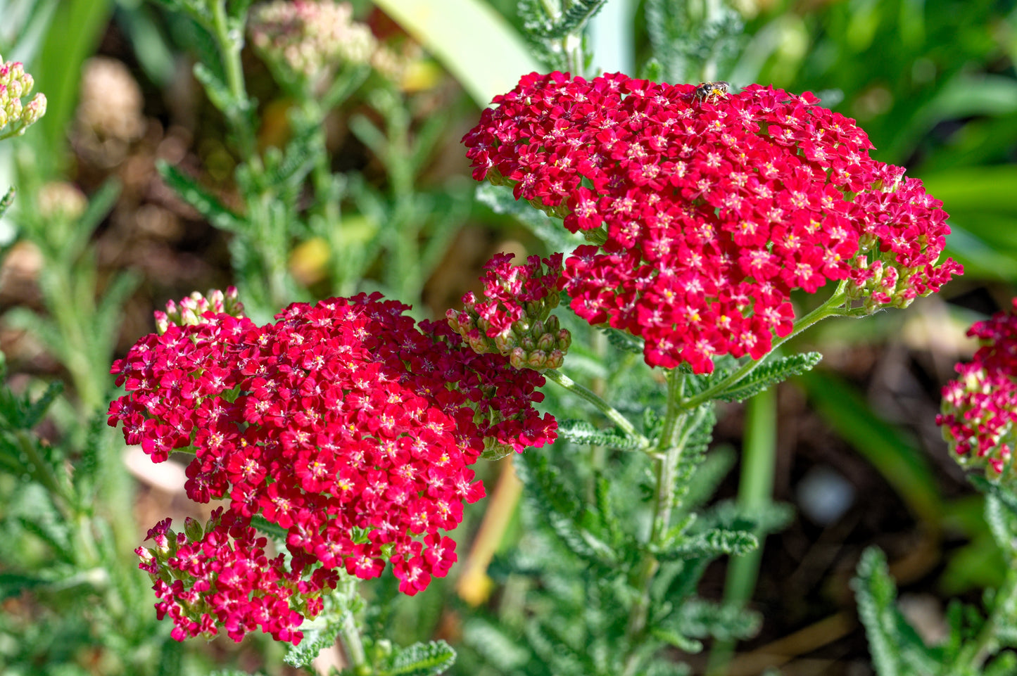 600 RED YARROW Achillea Millefolium Rubra Flower Seeds