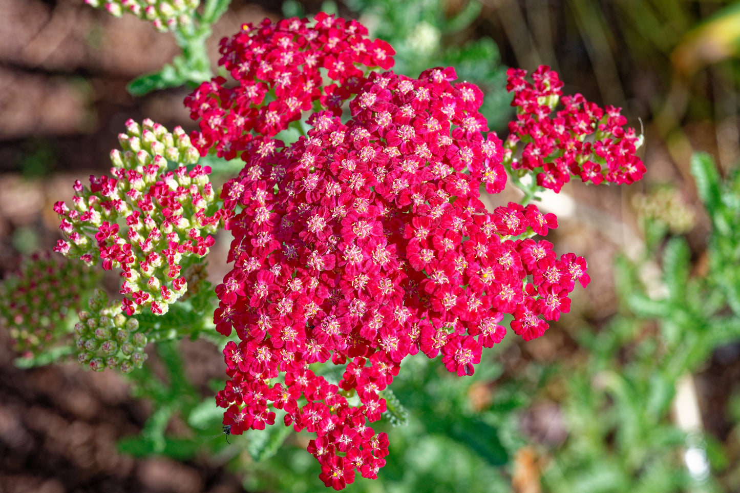 600 RED YARROW Achillea Millefolium Rubra Flower Seeds