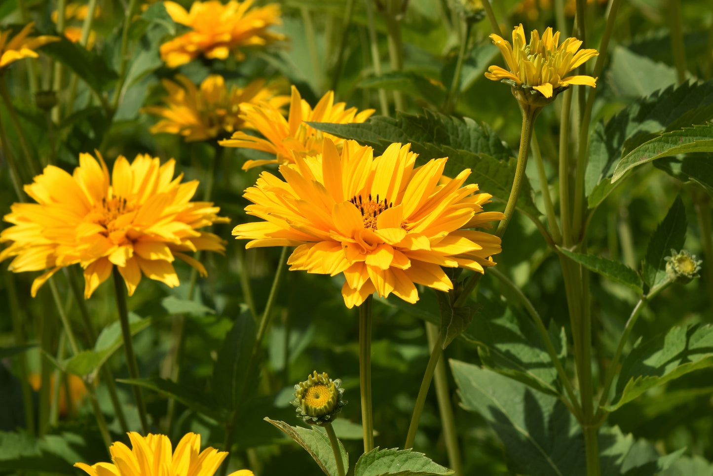 50 SUMMER SUN SUNDROPS Yellow Heliopsis Scabra False Sunflower Flower Seeds