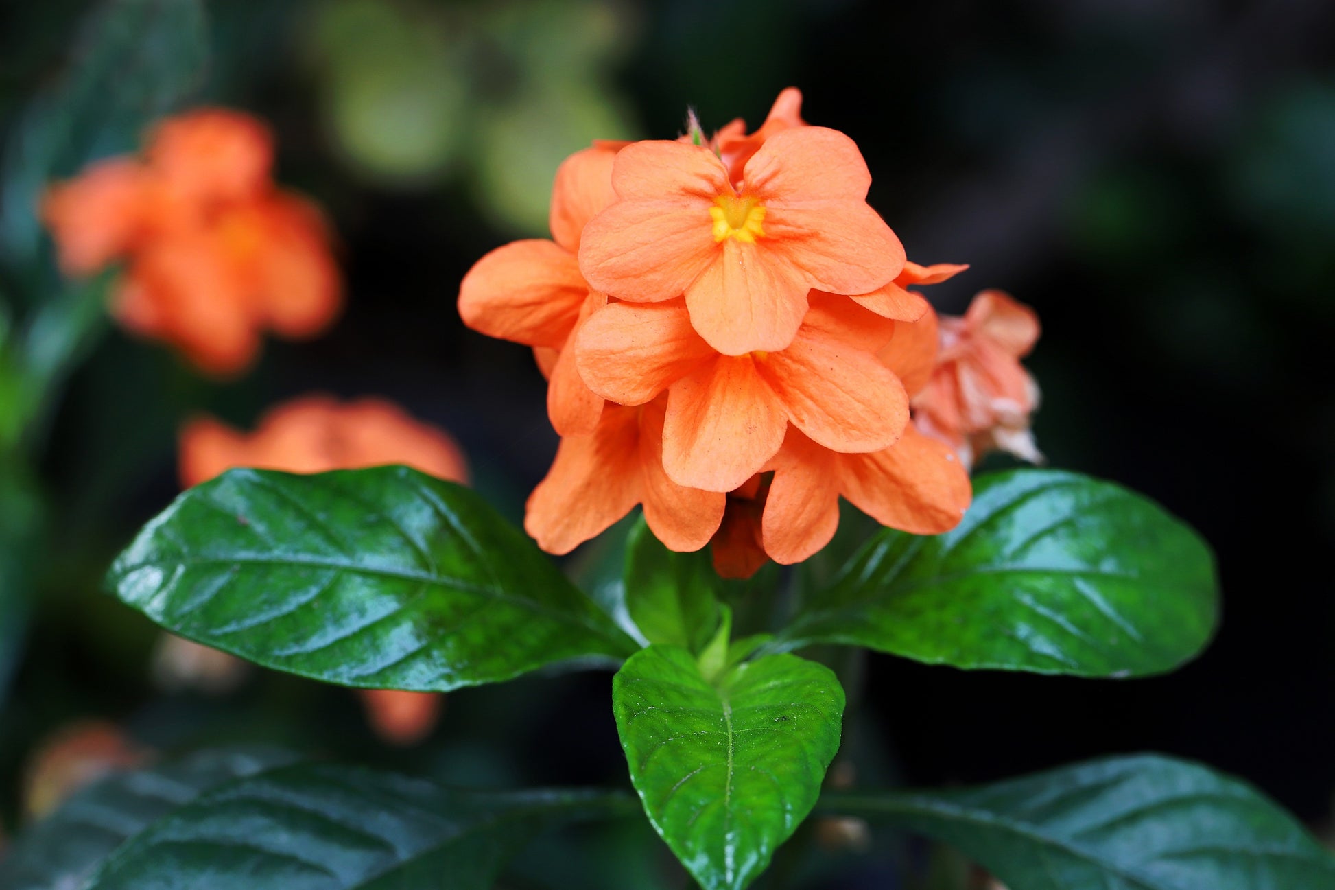 orange marmalade plant seeds 10 ORANGE MARMALADE CROSSANDRA Infundibuliformis Firecracker Flower Houseplant Seeds