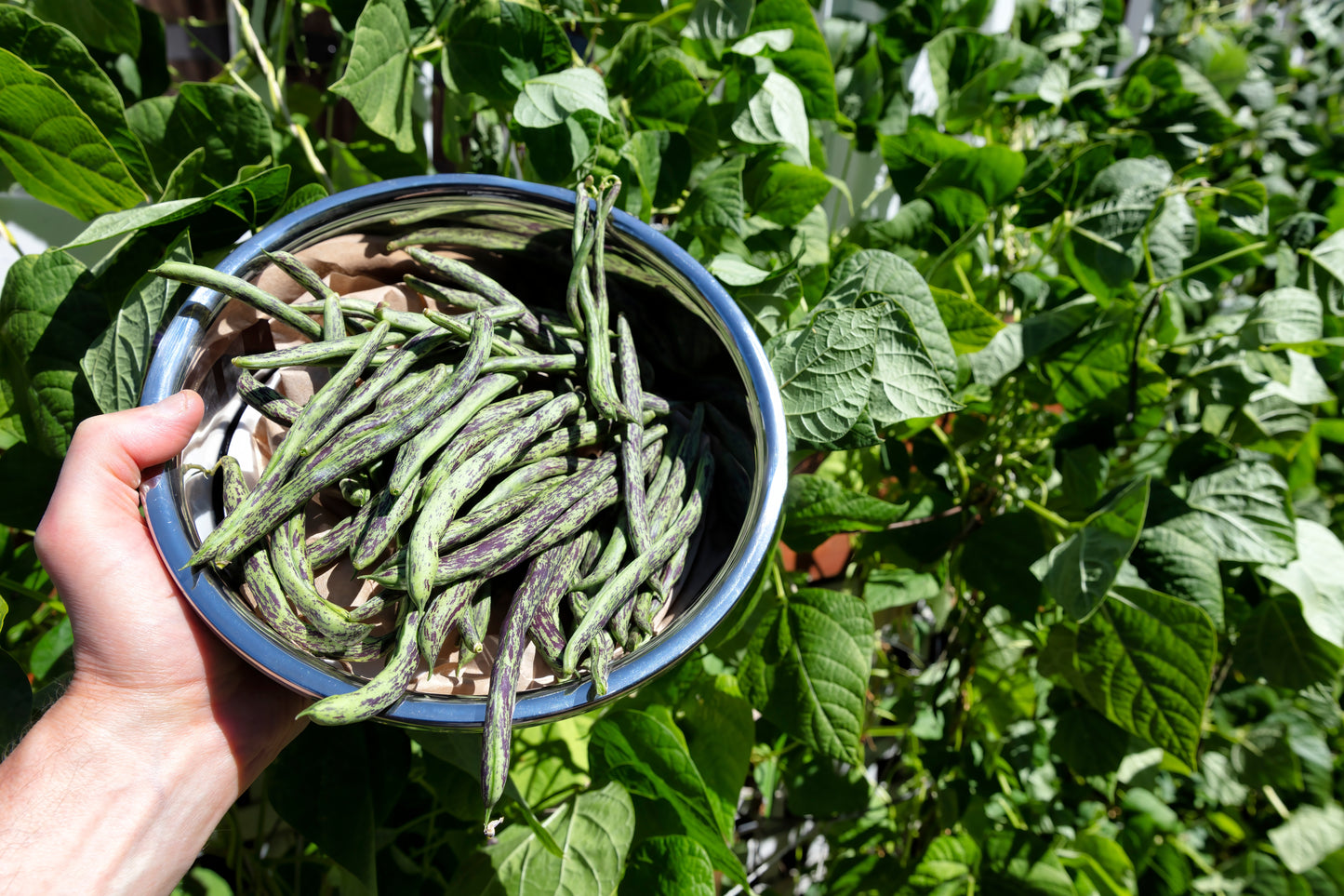 50 RATTLESNAKE POLE BEAN Stringless Purple Phaseolus Vulgaris Vegetable Seeds