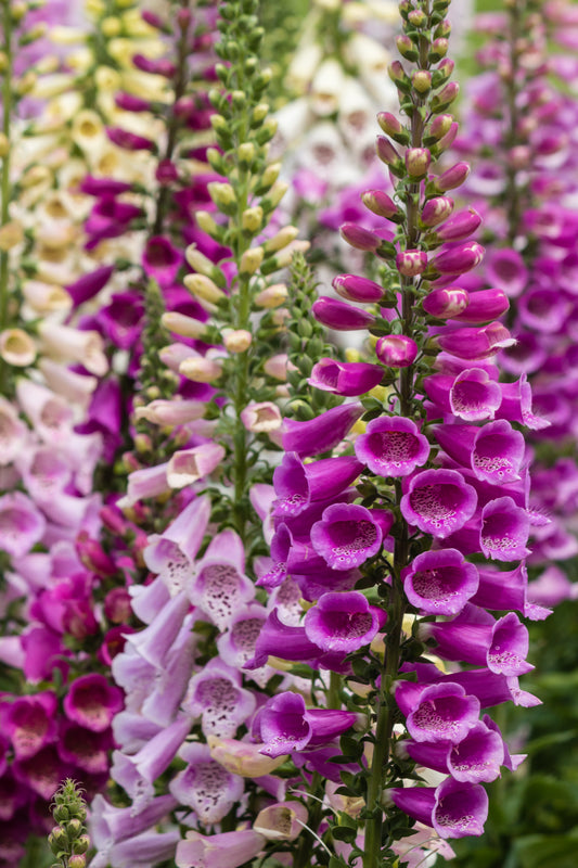 1000 Seeds MIXED FOXGLOVE Digitalis Purpurea Flower Seeds