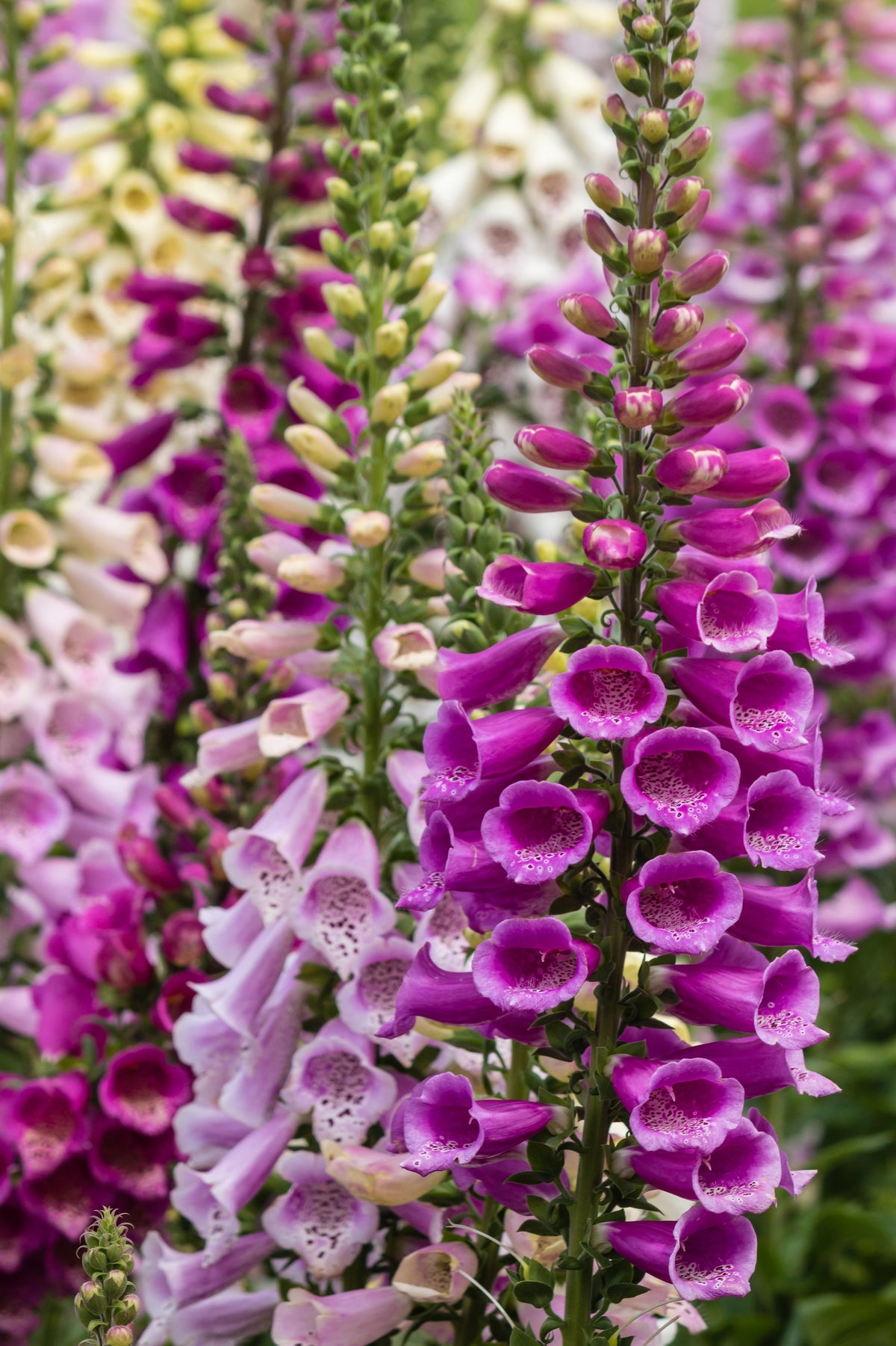 1000 Seeds MIXED FOXGLOVE Digitalis Purpurea Sun or Shade Flower Seeds