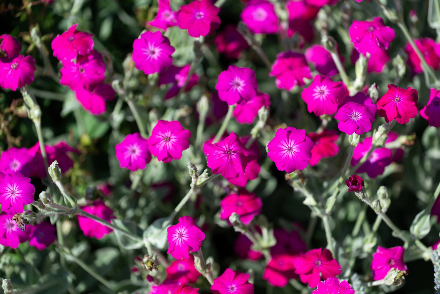 200 Organic ROSE CAMPION Magenta Silver Catchfly Lychnis Silene Coronaria Flower Seeds