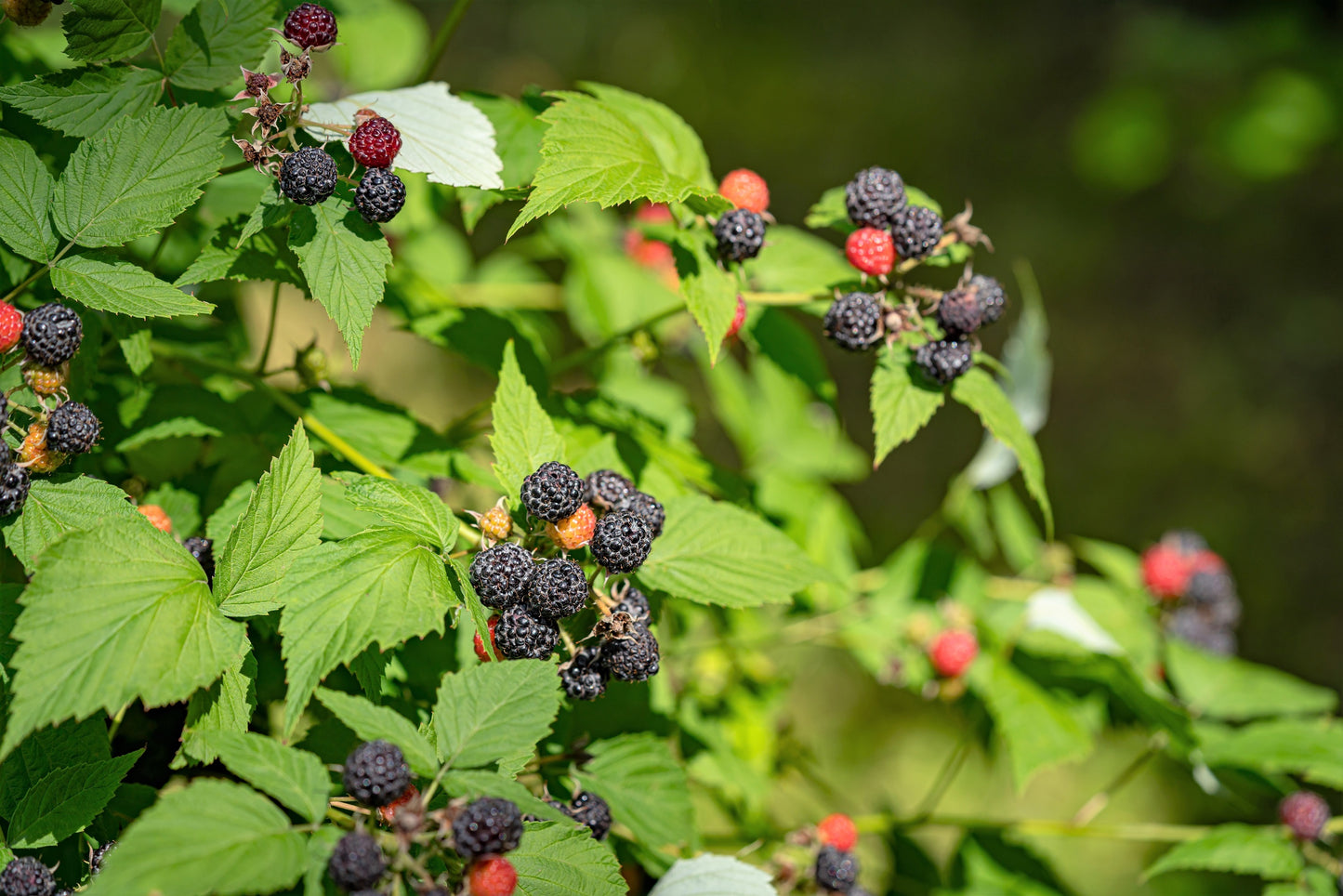 50 BLACK RASPBERRY Rubus Leucodermis Fruit Bush Vine Seeds