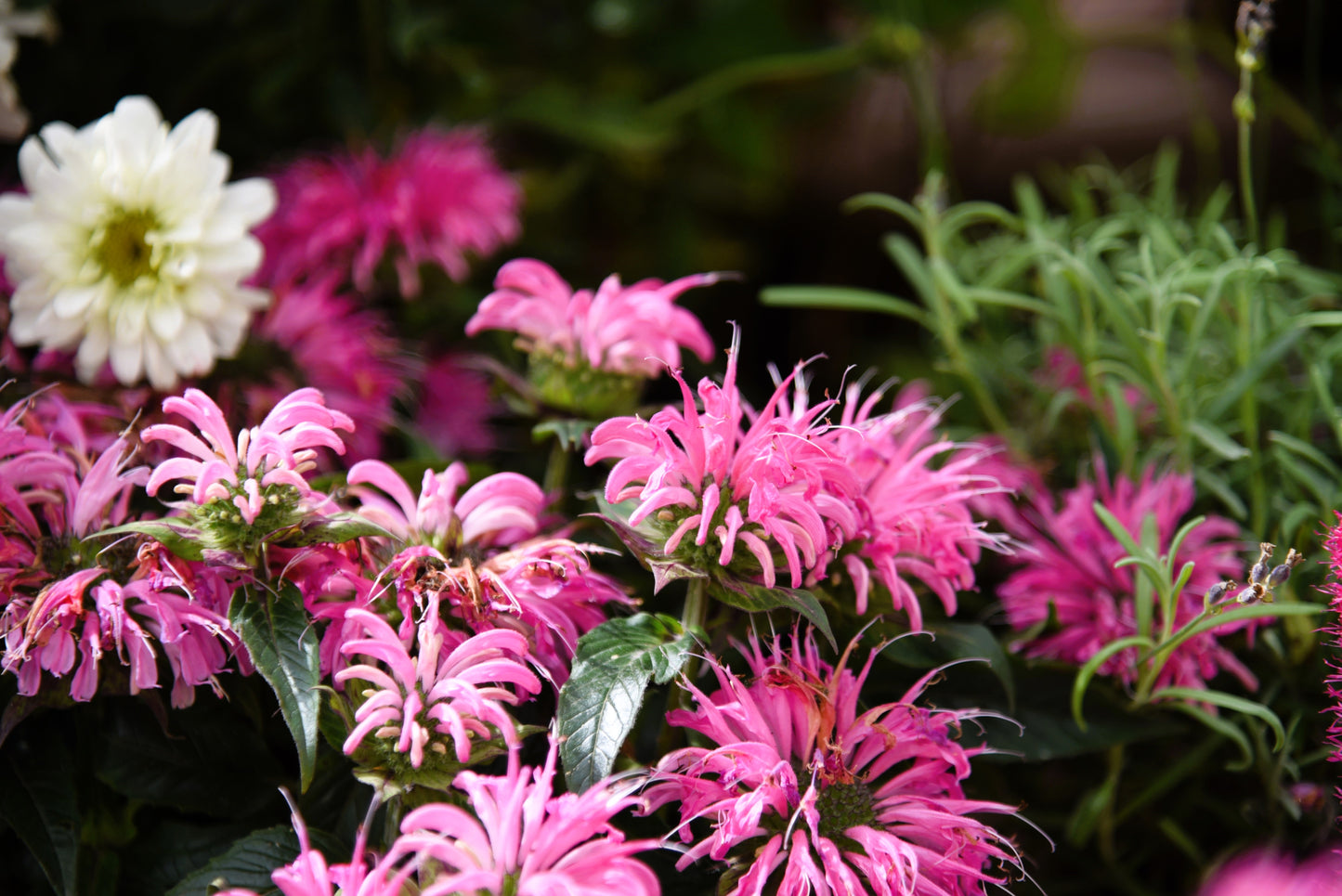 25 BEE BALM MIX Lemon Hummingbird Mint Monarda Didyma Mixed Colors Scarlet, Red, Pink, Purple, Spotted, & Salmon Flower Seeds