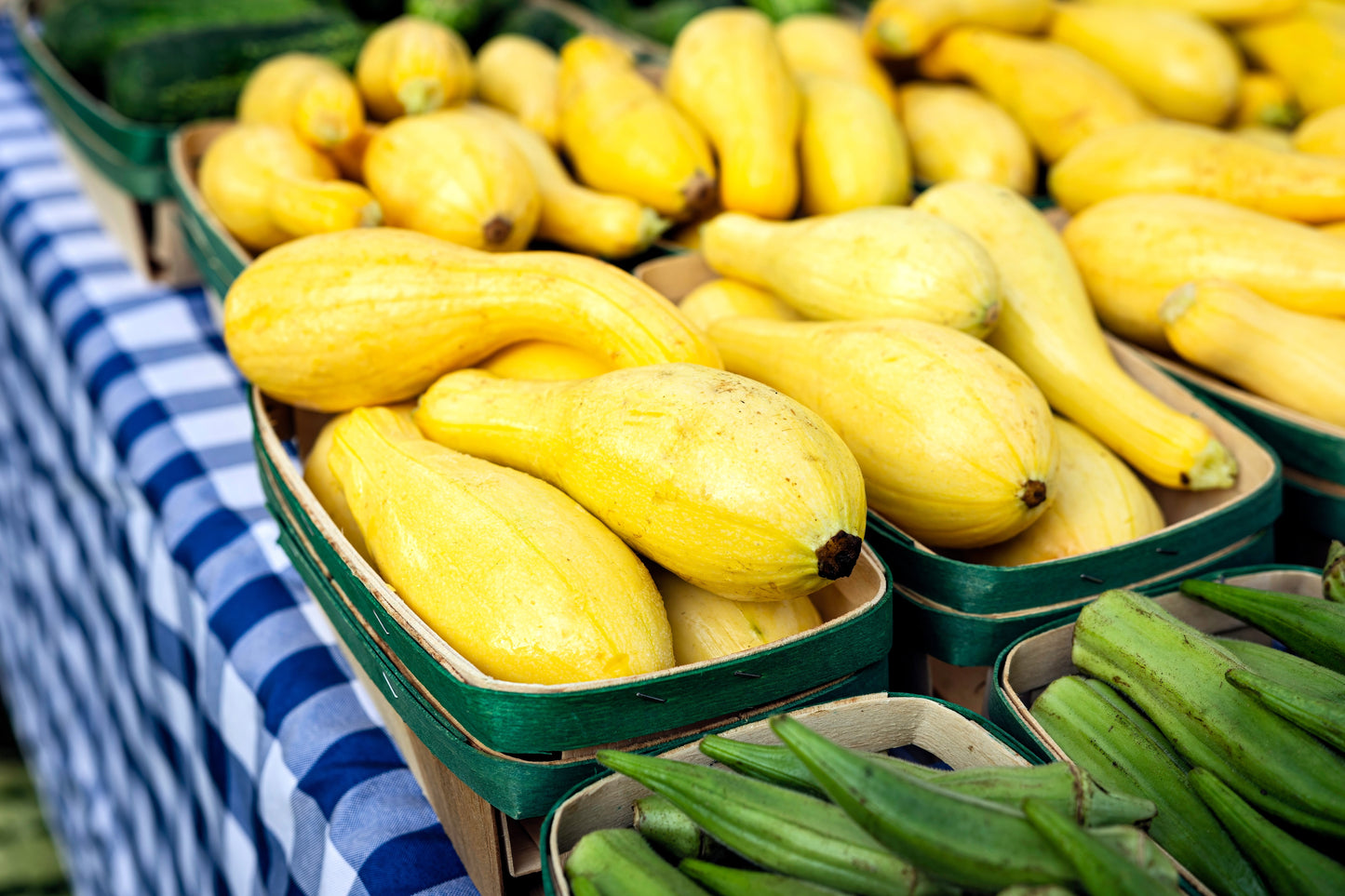 50 YELLOW CROOKNECK SQUASH Summer Cucurbita Pepo Crooked Neck Vegetable Seeds