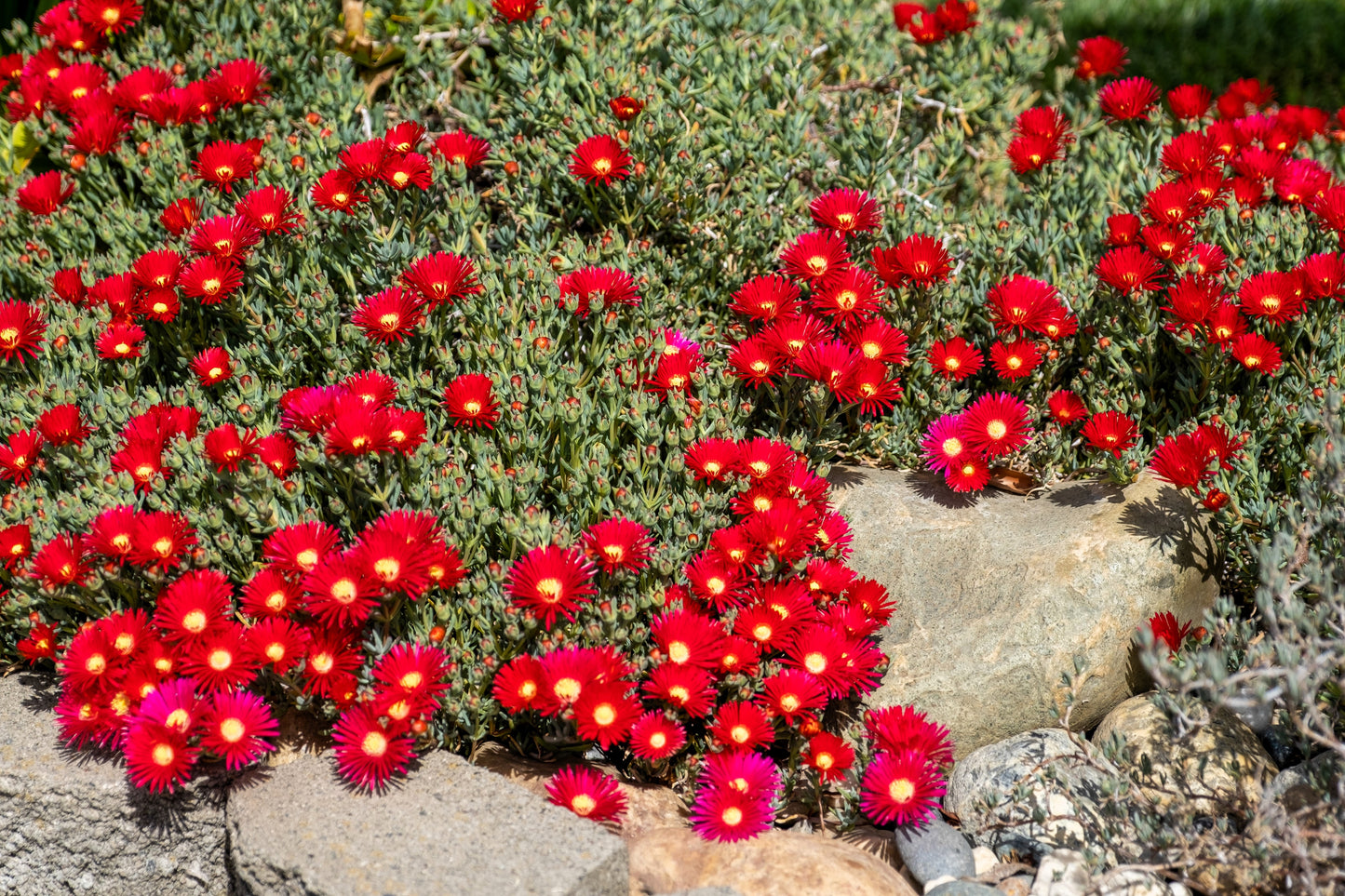 100 Gelato Bright RED ICE PLANT Mesembryanthemum Daisy Livingstone Flower Seeds