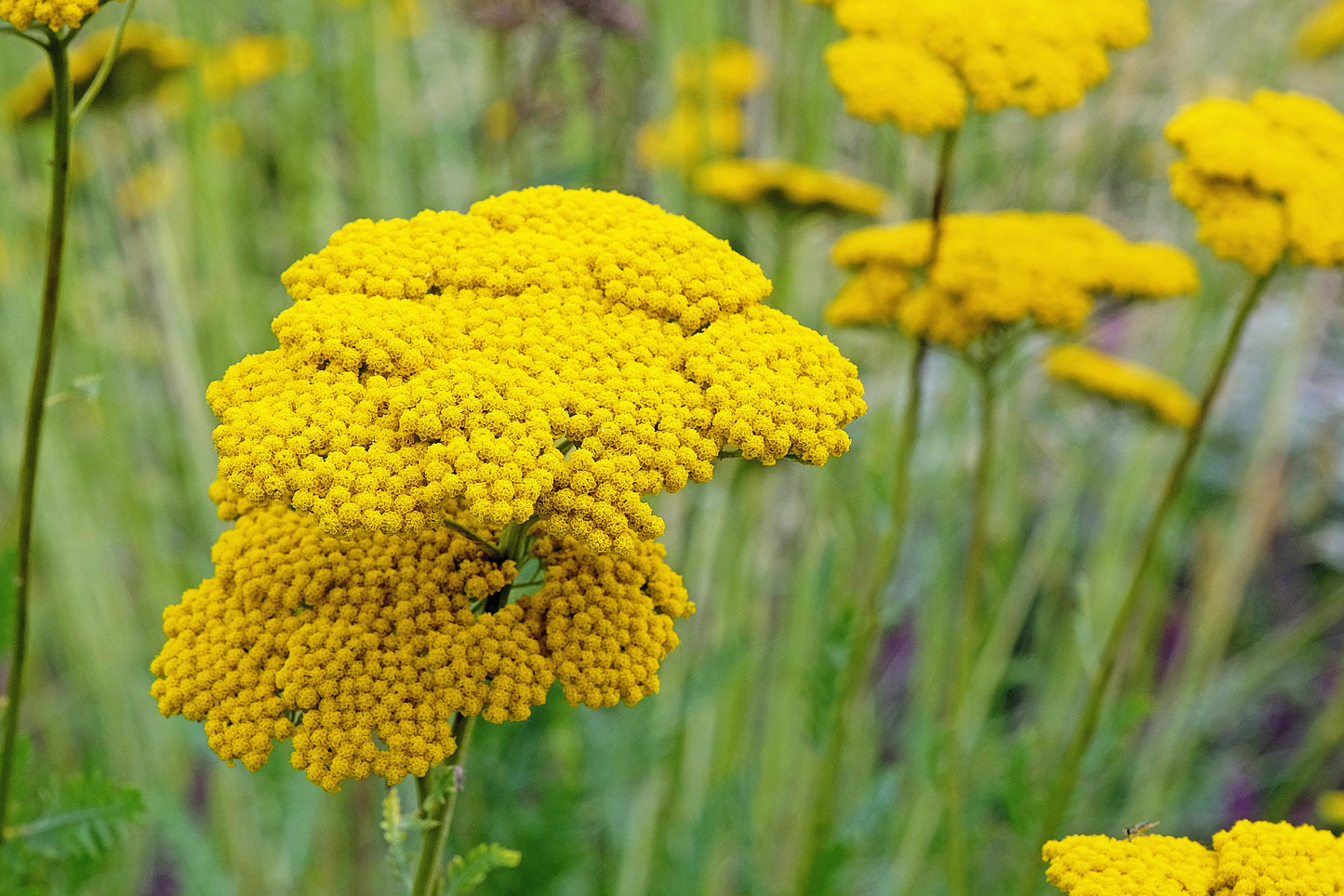 250 GOLD Golden Yellow YARROW Achillea Filipendulina Flower Seeds