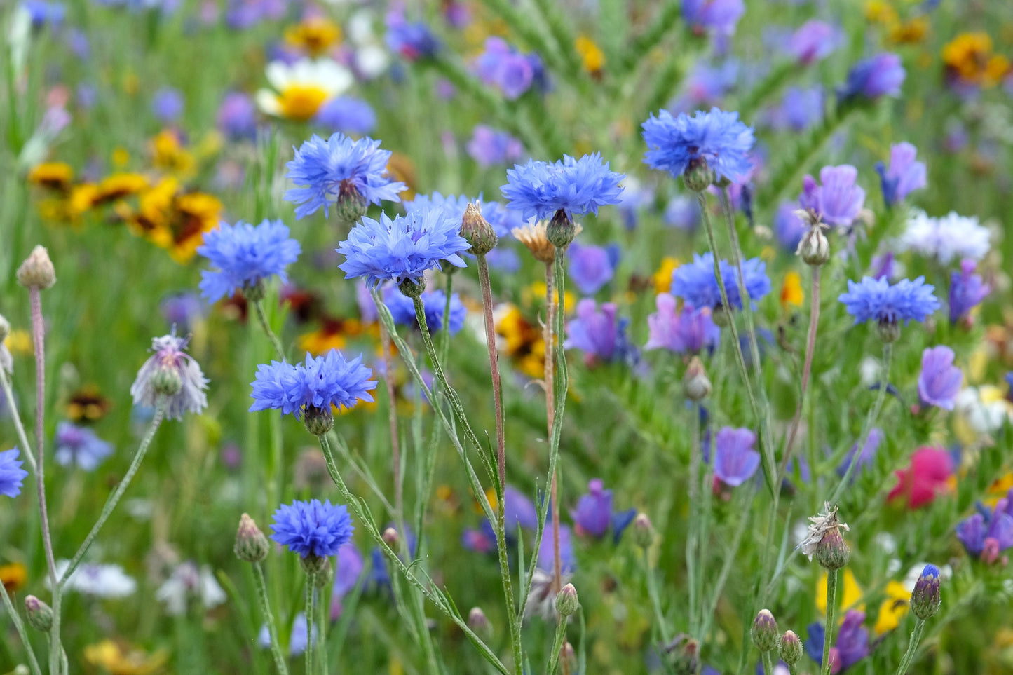 1000 Tall Blue BACHELOR'S BUTTON / CORNFLOWER Centaurea Cyanus Flower Seeds