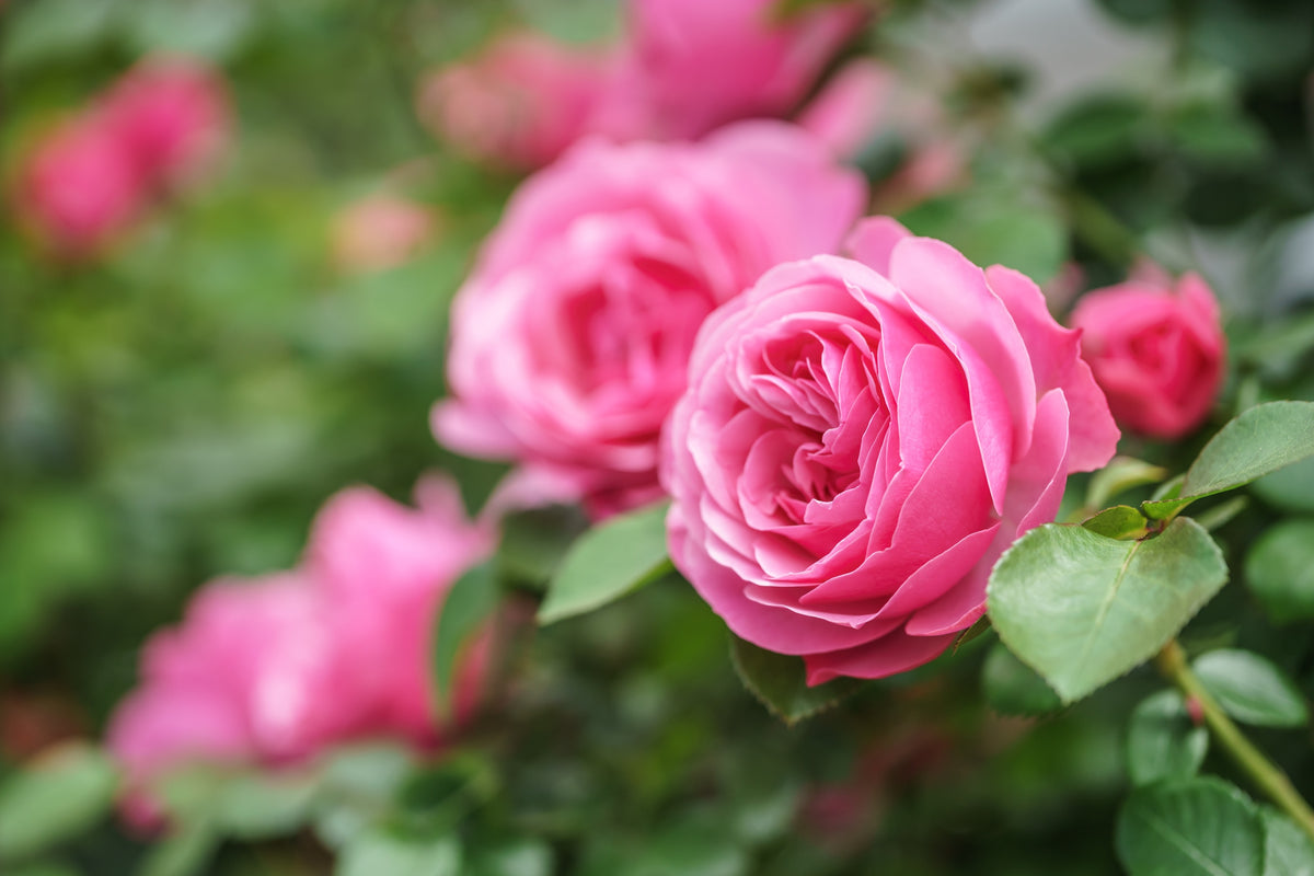 5 PINK ROSE Rosa Bush Shrub Perennial Flower Seeds