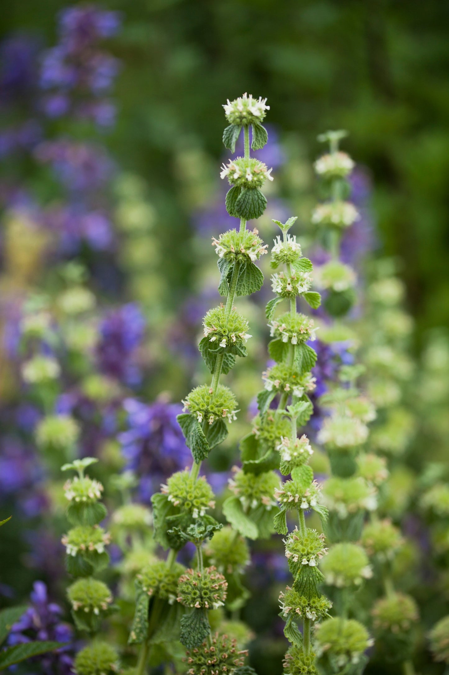 100 White HOREHOUND Marrubium Vulgare Herb Flower Seeds