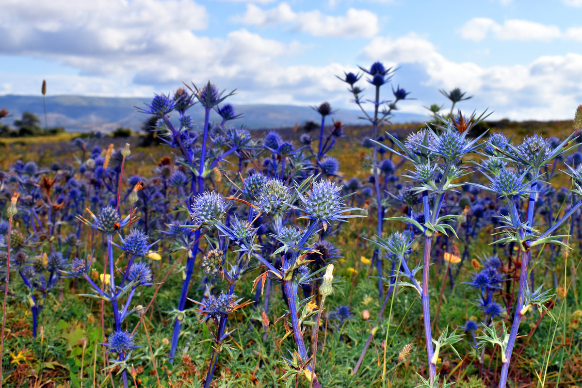 50 Seeds-sea Holly Blue Flower Seeds-eryngum Planum-pv484-blue Hobbt 50 Seeds-sea Holly Blue Flower Seeds-eryngum Planum-pv484-blue Hobbt