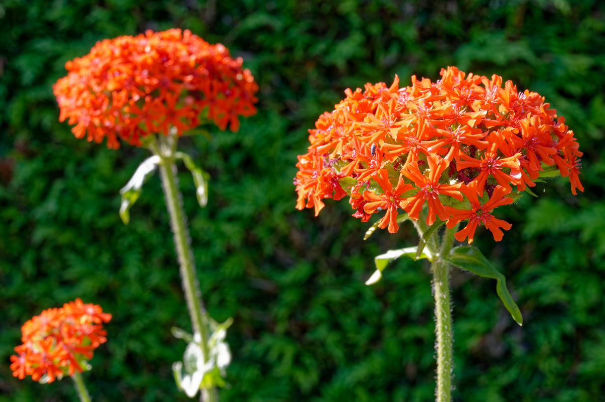 300 MALTESE CROSS Jerusalem Cross Lychnis Chalcedonica Campion Silene Red Orange Flower Seeds