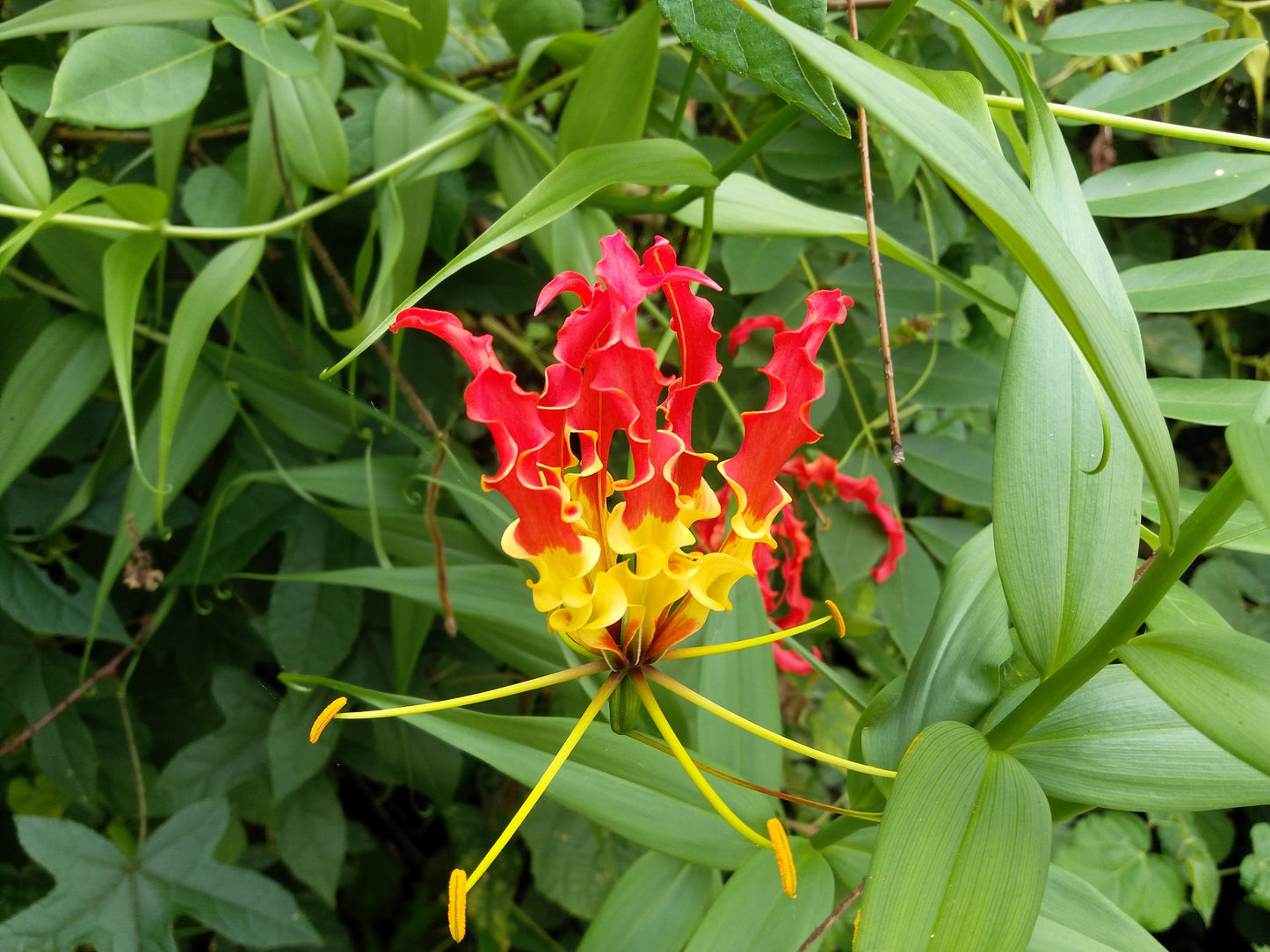 10 RED GLORIOSA LILY Flame Lily Gloriosa Superba Red & Yellow Flower Vine Seeds