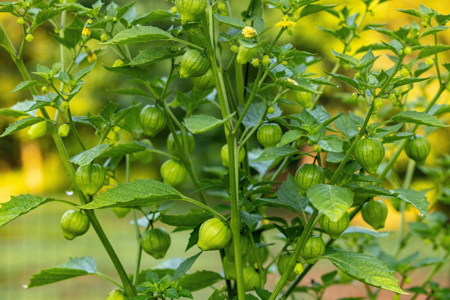 pineapple tomatillo plant 200 GRANDE Rio VERDE TOMATILLO Green Physalis Ixocarpa Vegetable Seeds – Seedville USA