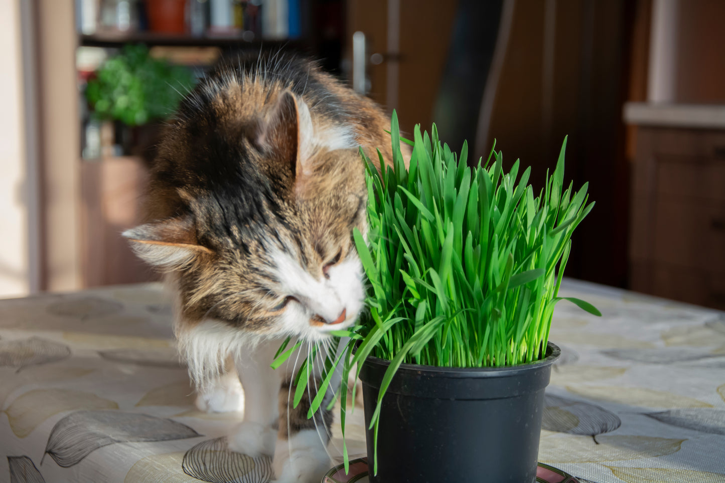 500 Organic CAT GRASS WHEAT Grass Pet Grass Wheatgrass Catgrass Triticum Aestivum Seeds