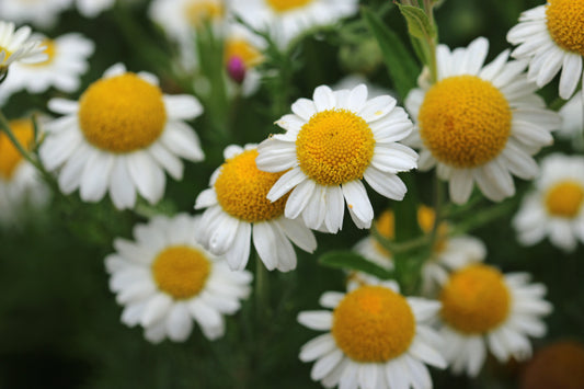 500 ROMAN CHAMOMILE Chamaemelum Nobile Herb Flower Seeds